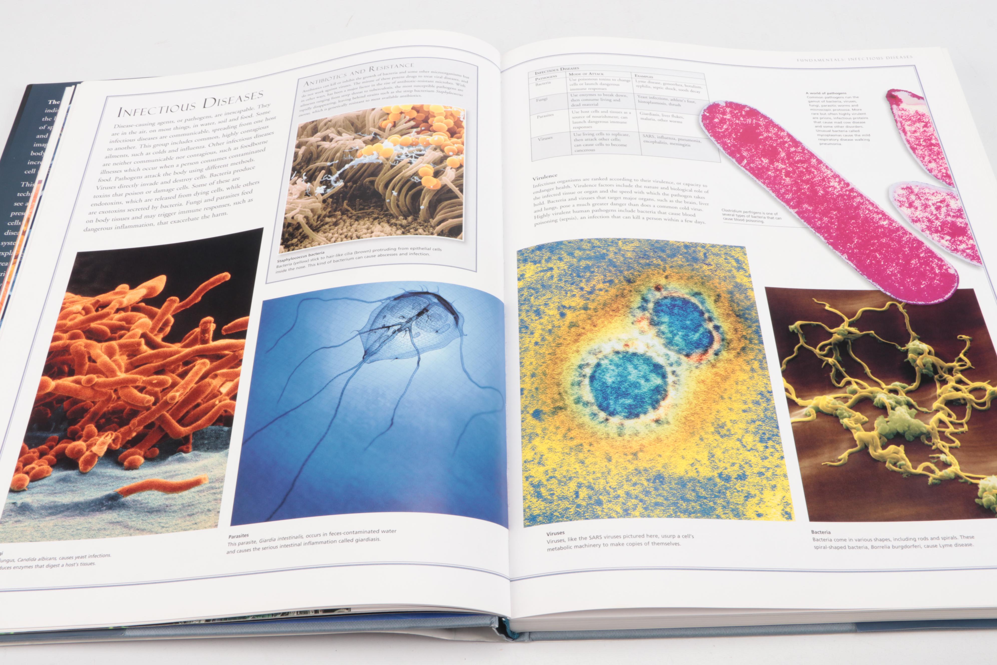 "The Illustrated Atlas of the Human Body" by Beverly McMillan, 2008