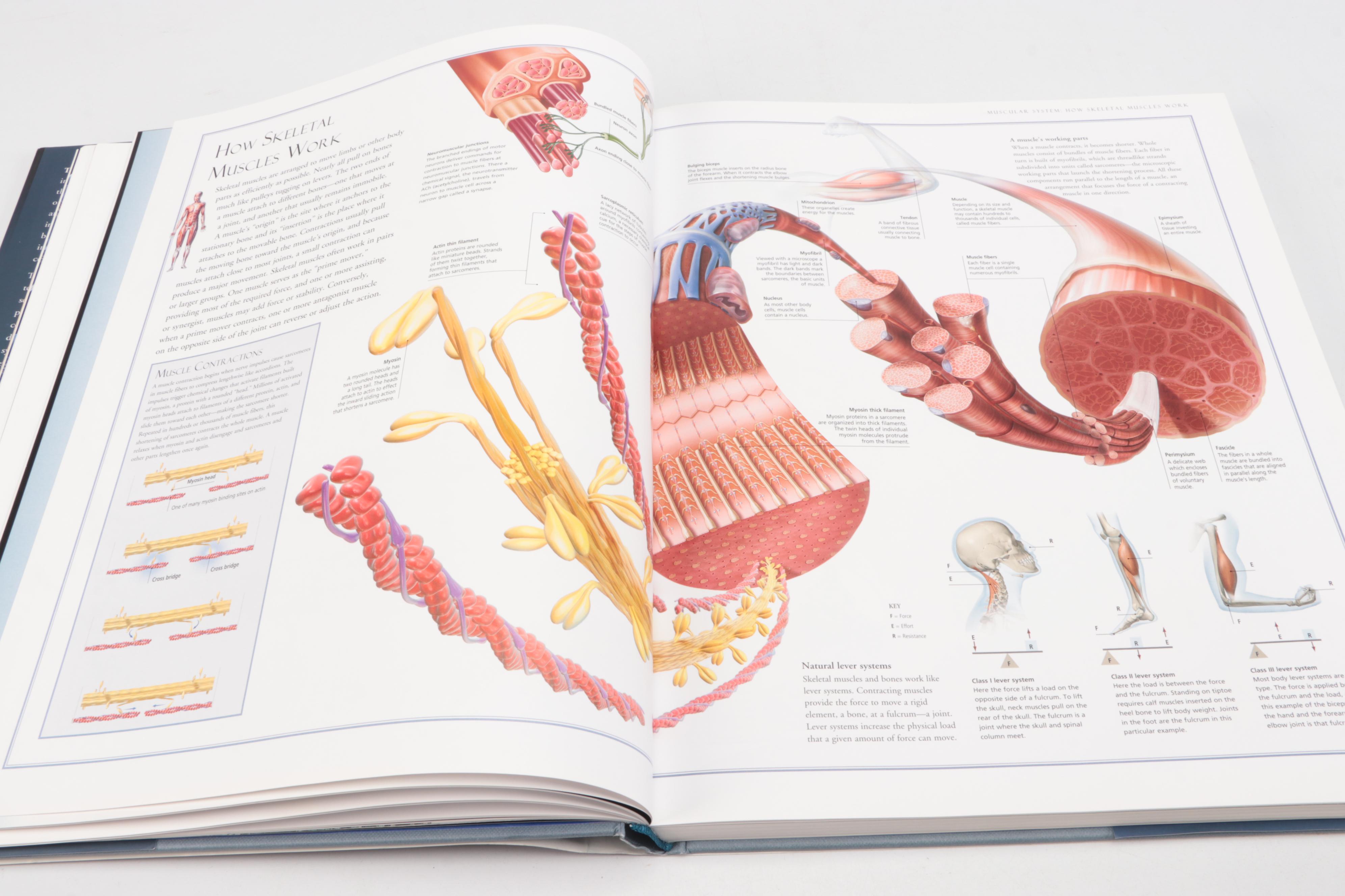 "The Illustrated Atlas of the Human Body" by Beverly McMillan, 2008