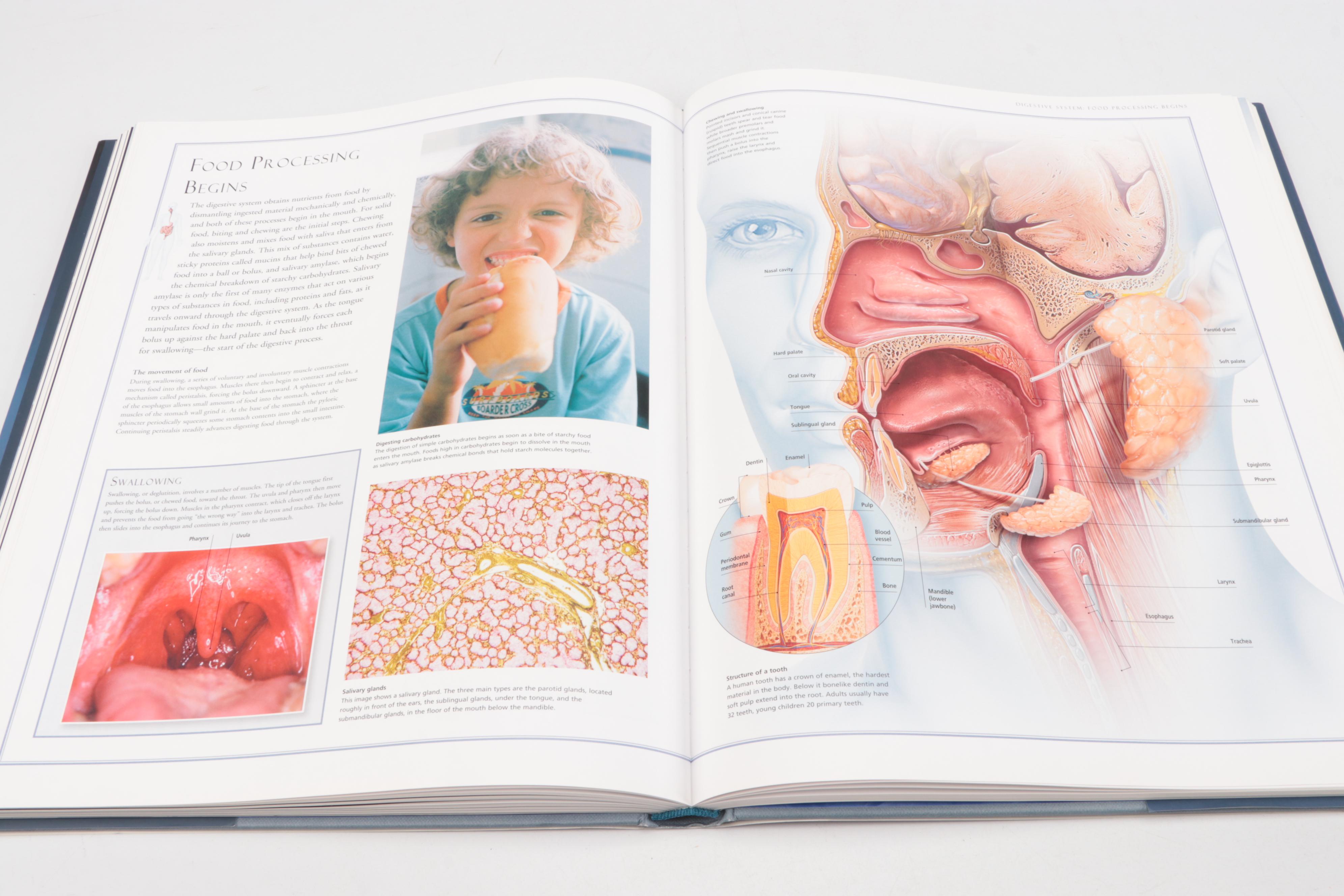 "The Illustrated Atlas of the Human Body" by Beverly McMillan, 2008
