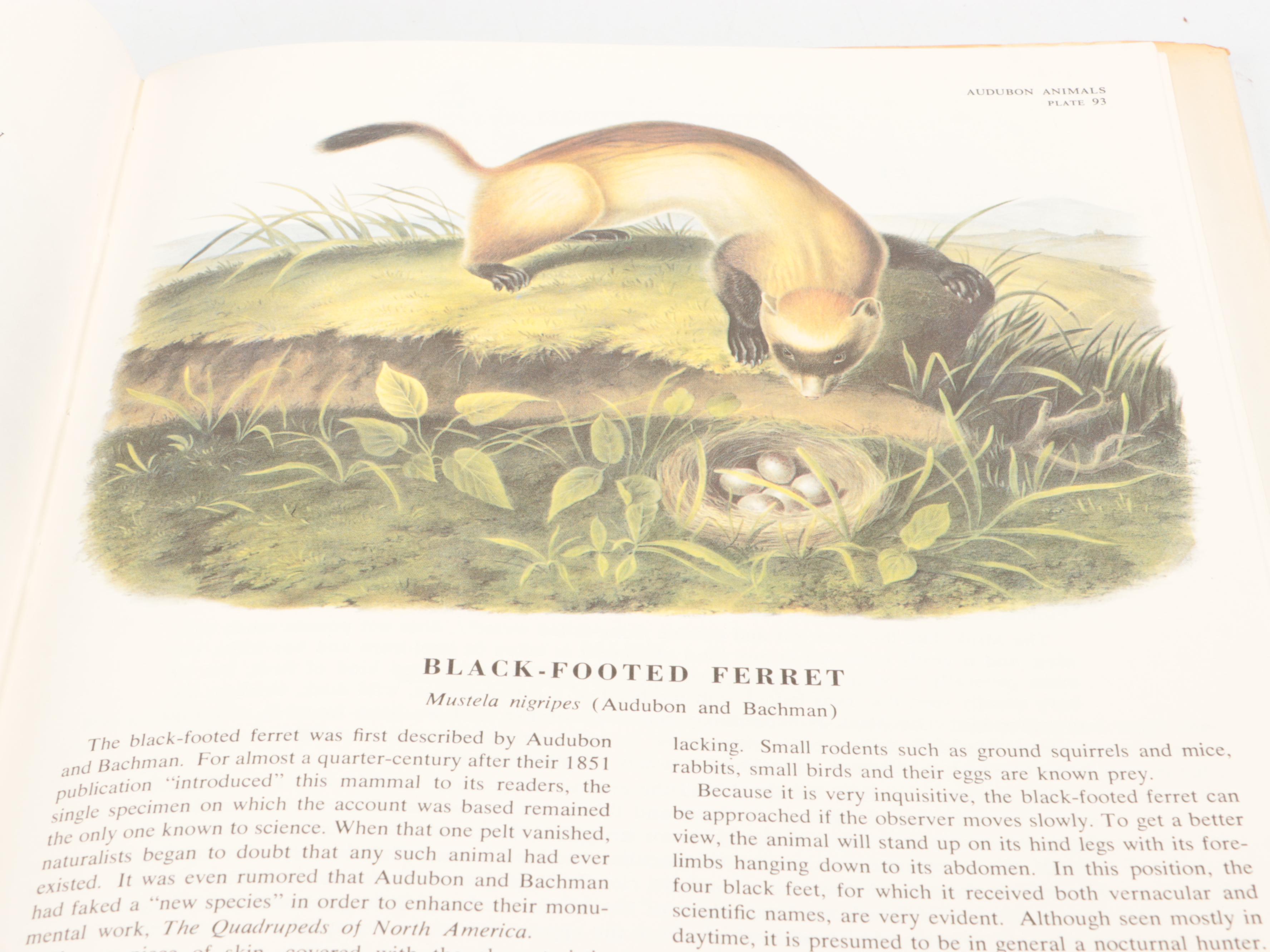 "The Imperial Collection of Audubon Animals" with "Our Amazing Birds"