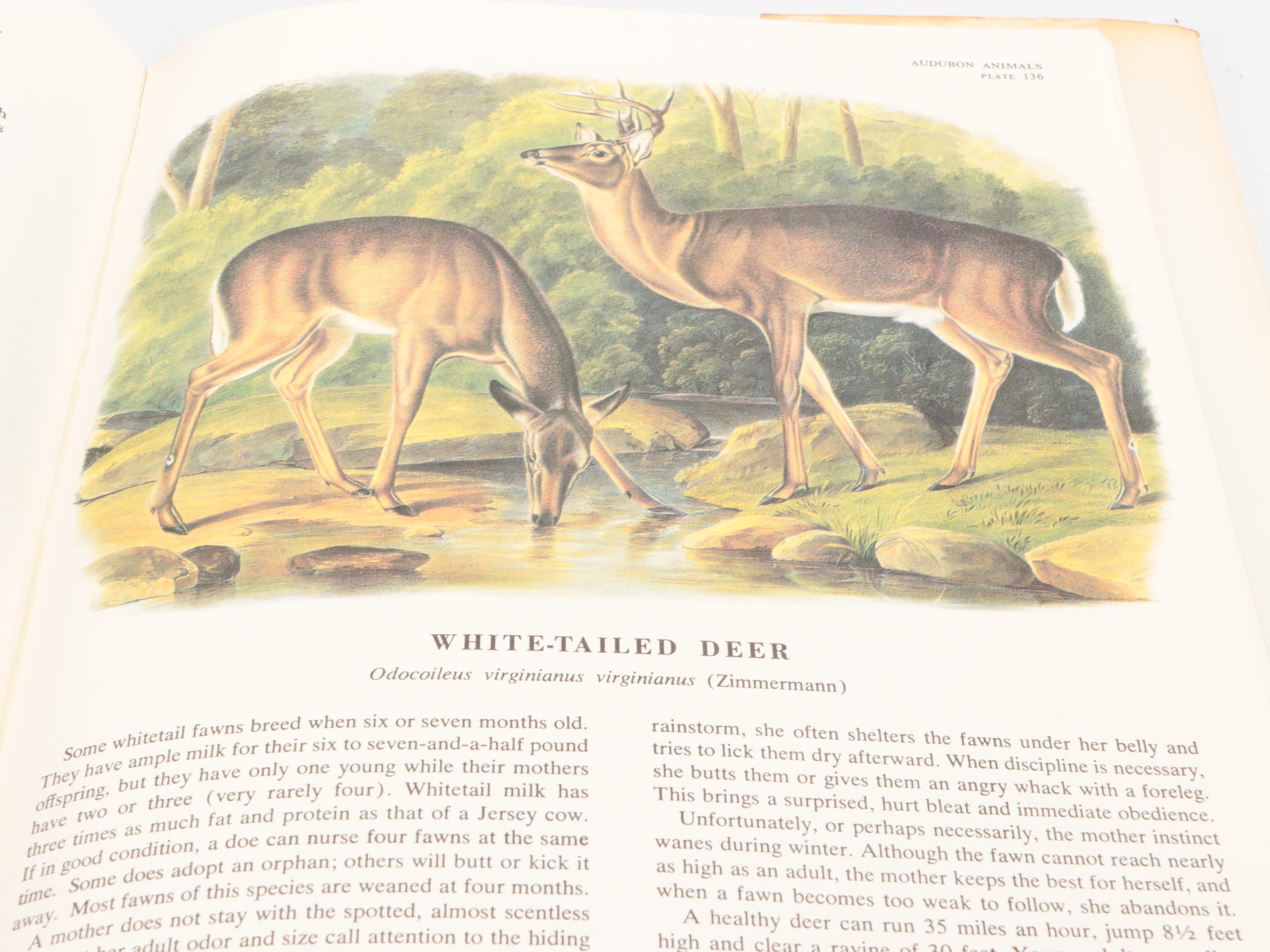 "The Imperial Collection of Audubon Animals" with "Our Amazing Birds"