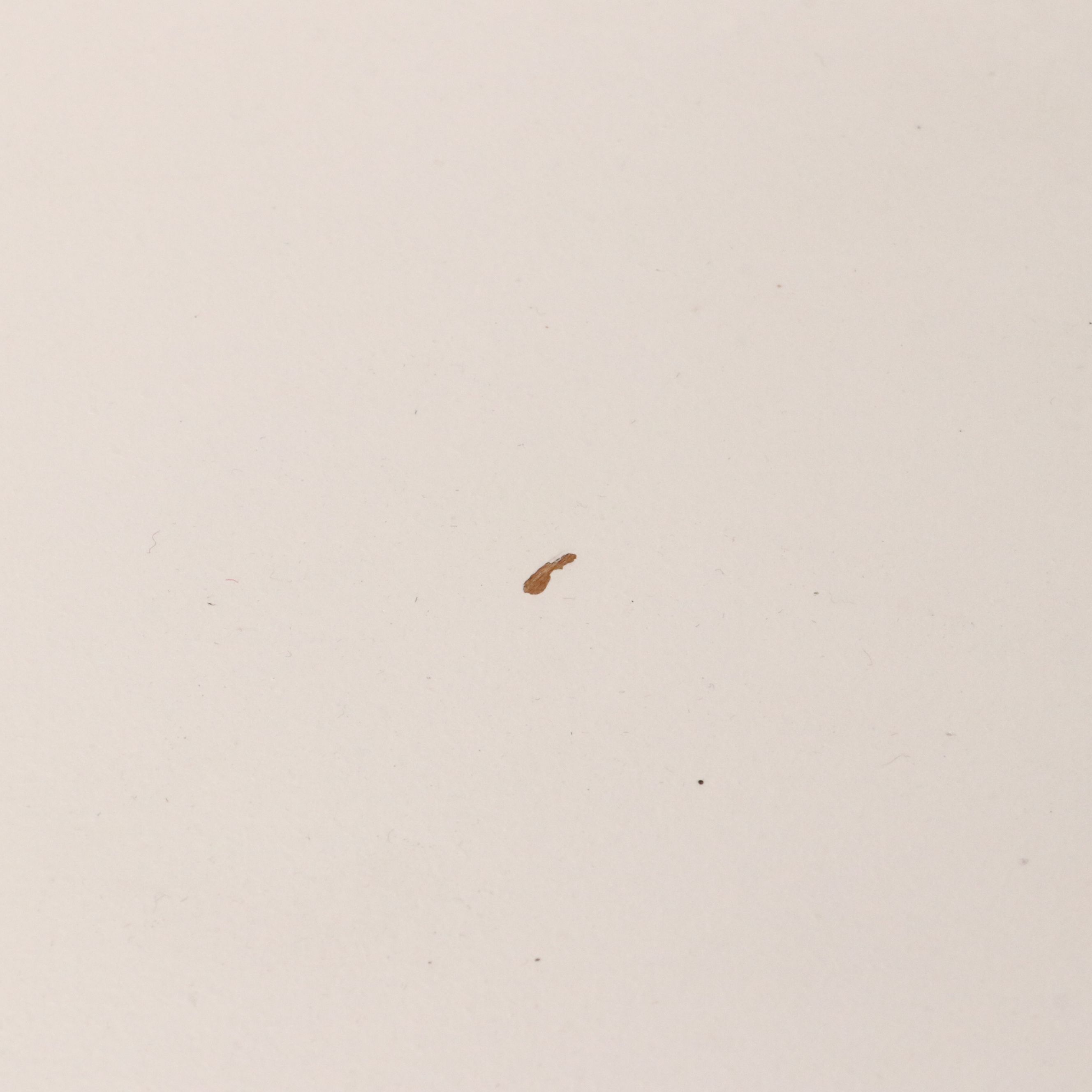 Chippendale Style White Painted Maple Chest of Drawers