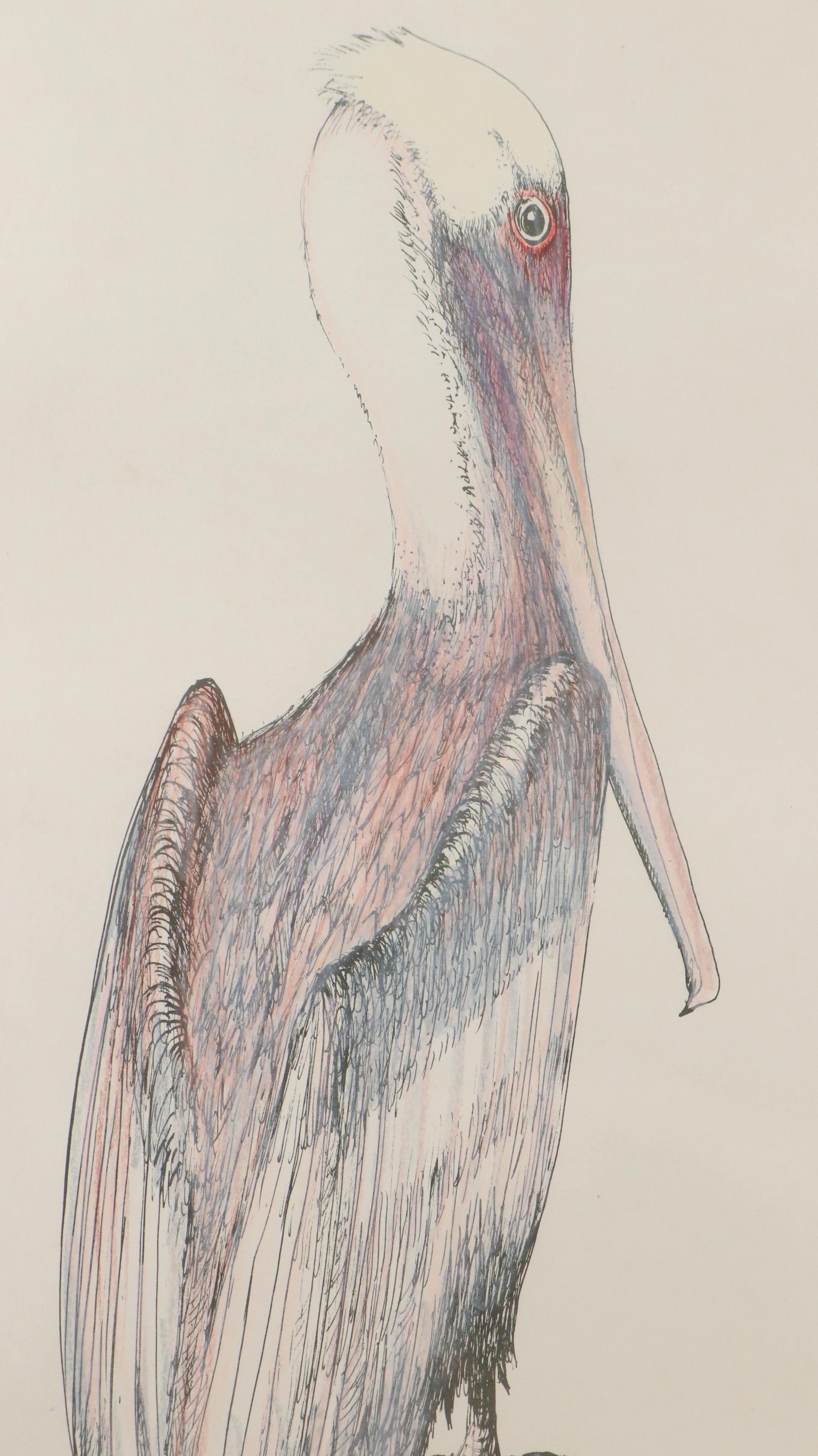 Richard Capes Lithograph "Brown Pelican"