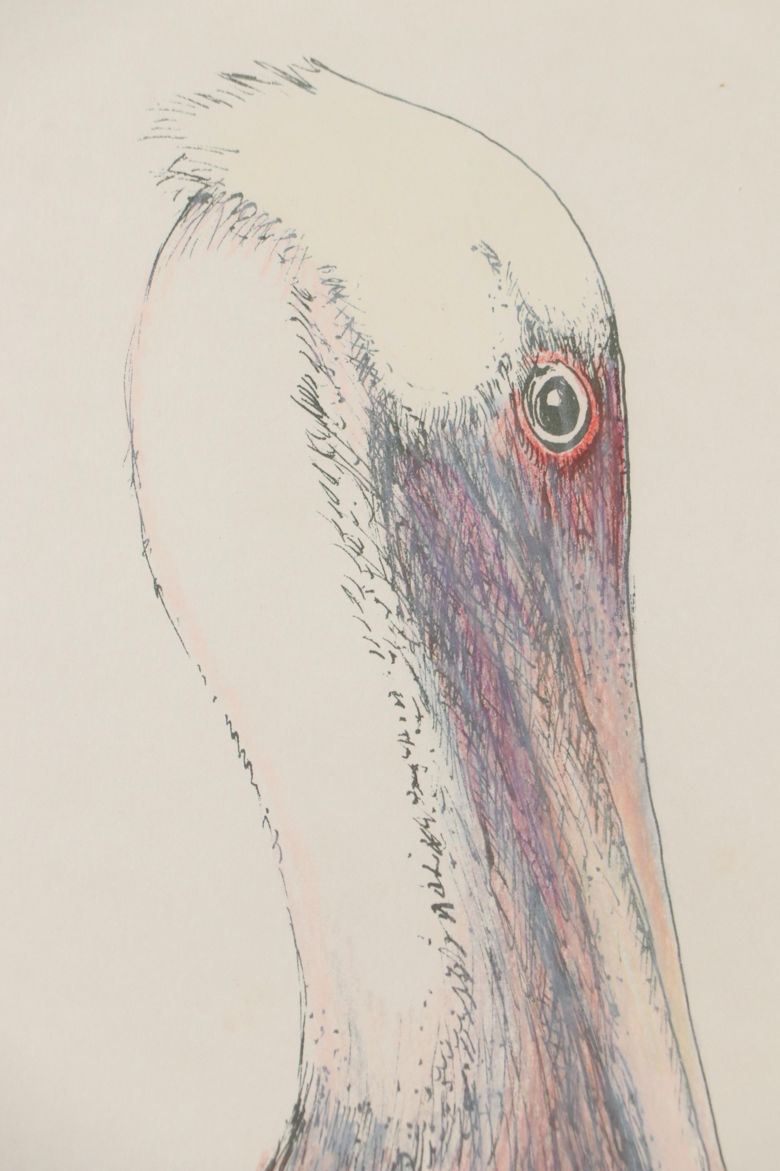 Richard Capes Lithograph "Brown Pelican"