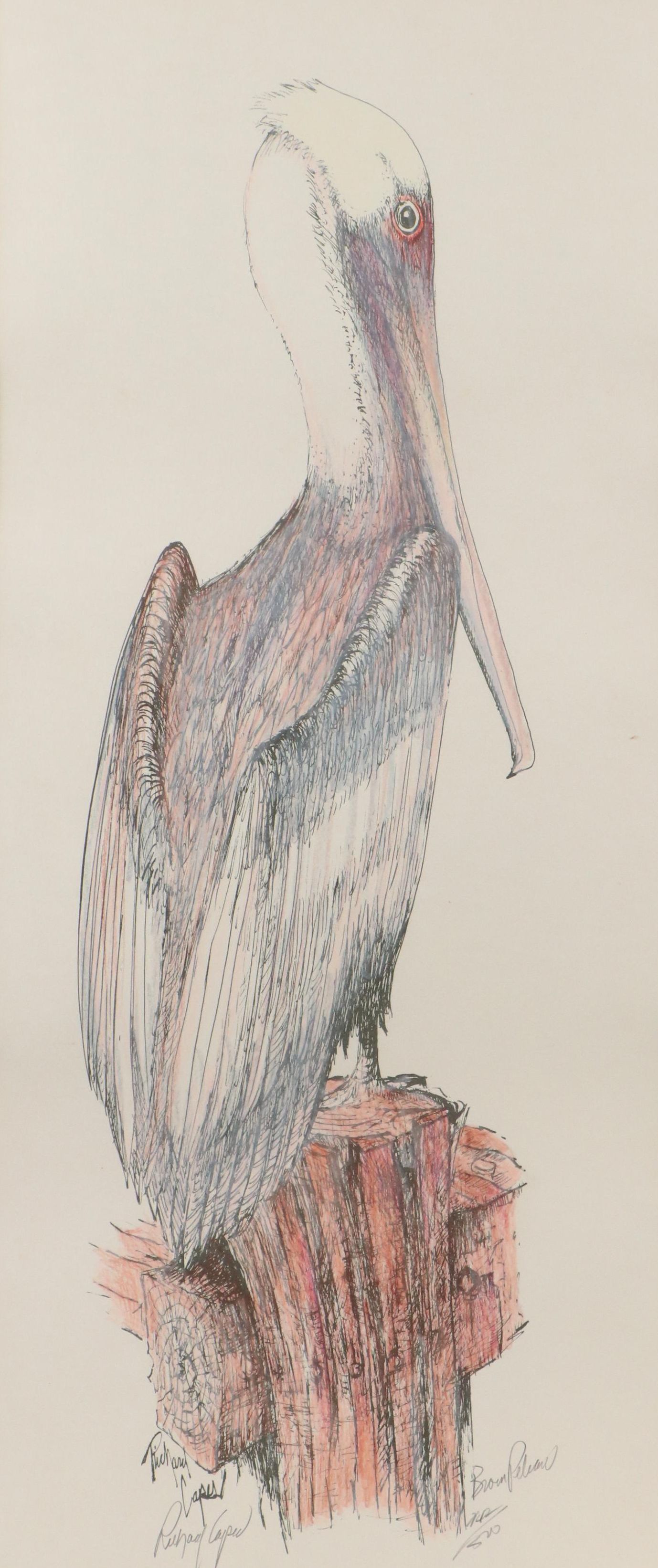 Richard Capes Lithograph "Brown Pelican"