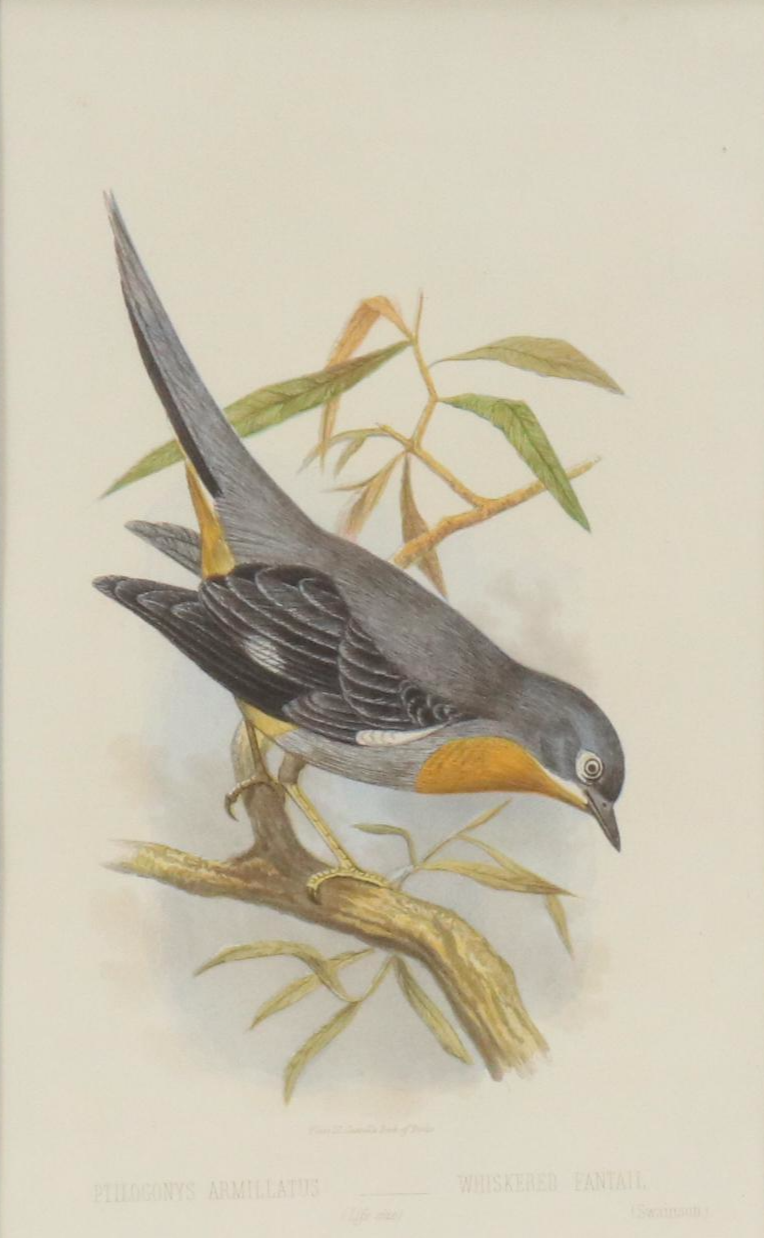 Hand-Colored Aquatint "Whiskered Fantail" from "Cassell's Book of Birds"