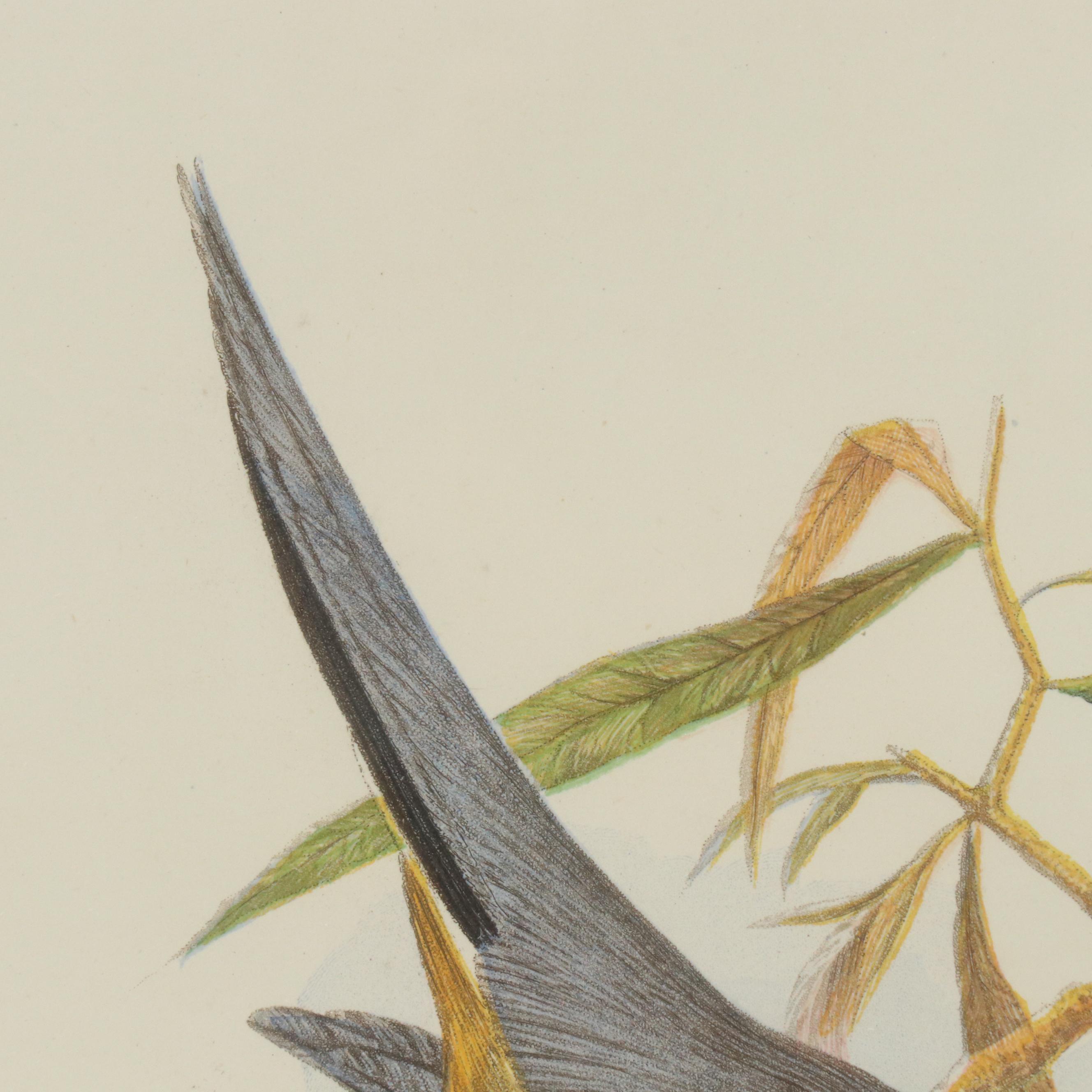 Hand-Colored Aquatint "Whiskered Fantail" from "Cassell's Book of Birds"