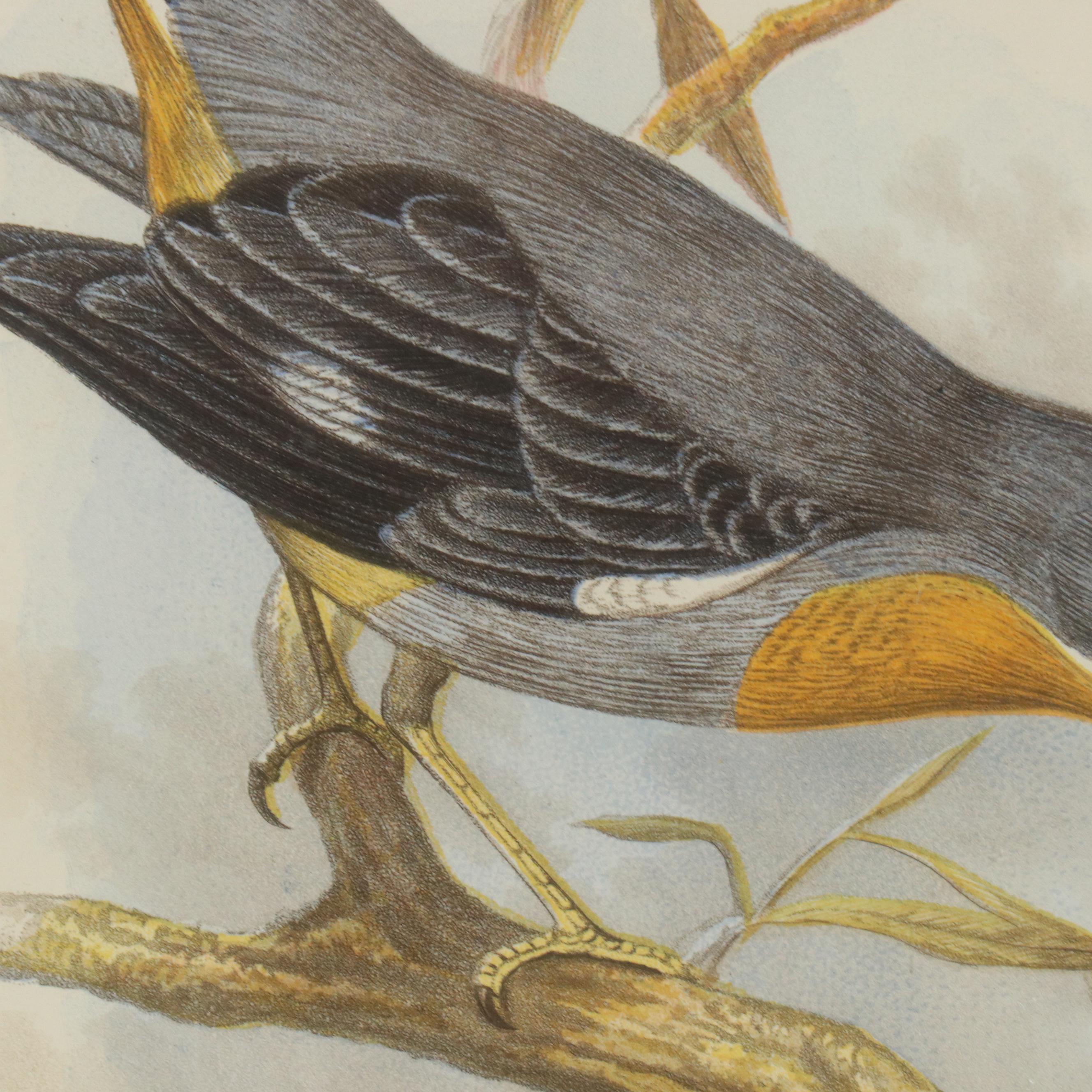 Hand-Colored Aquatint "Whiskered Fantail" from "Cassell's Book of Birds"