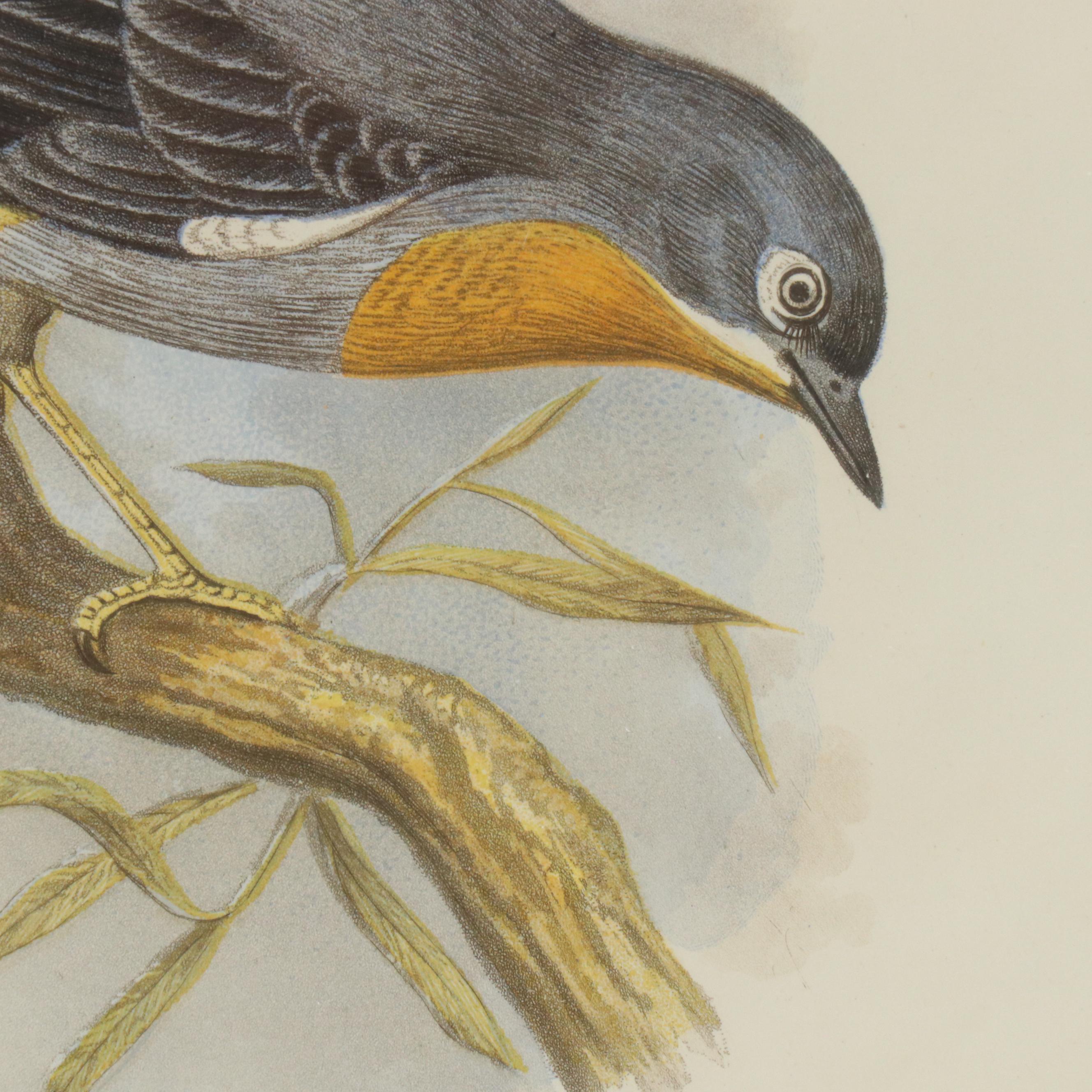 Hand-Colored Aquatint "Whiskered Fantail" from "Cassell's Book of Birds"