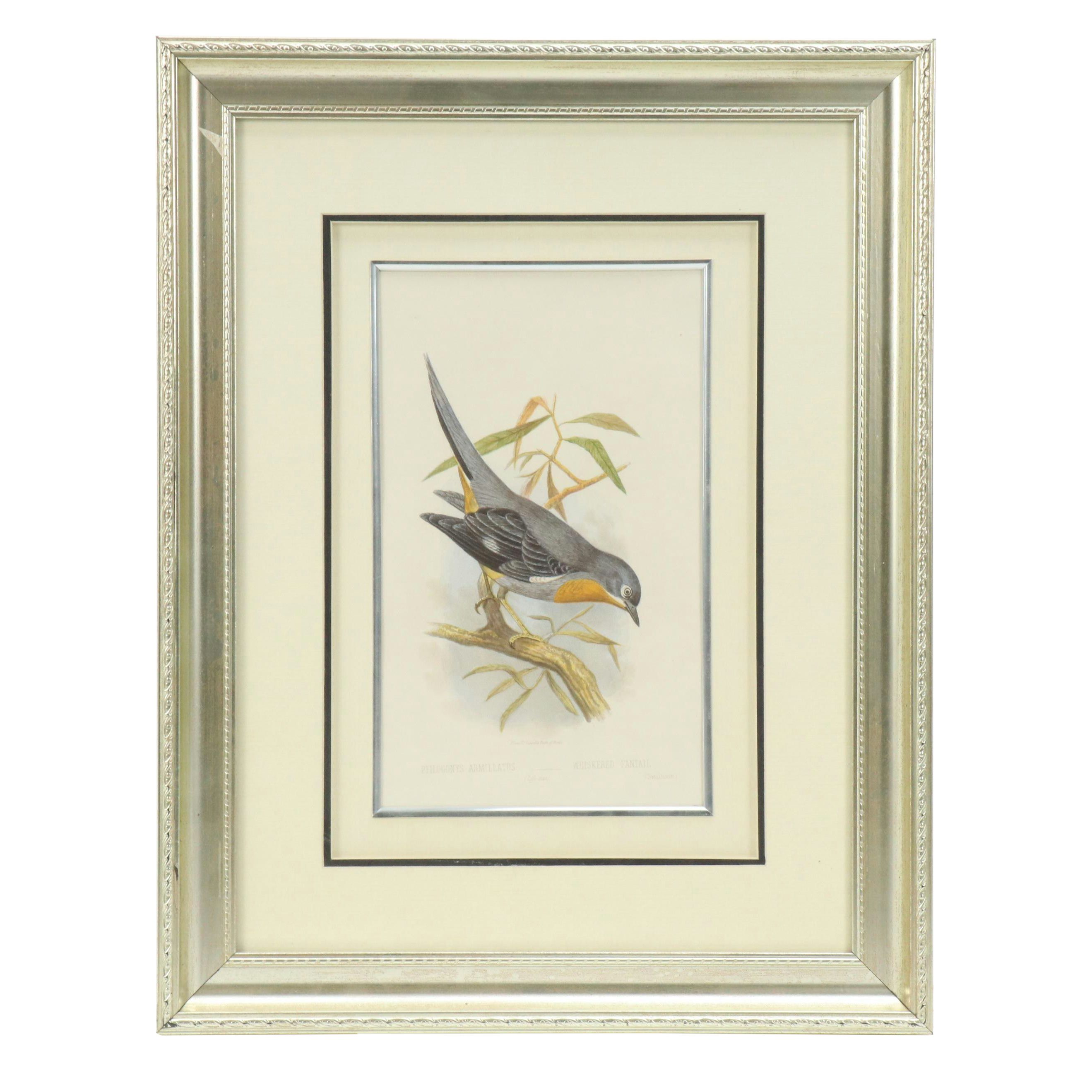 Hand-Colored Aquatint "Whiskered Fantail" from "Cassell's Book of Birds"