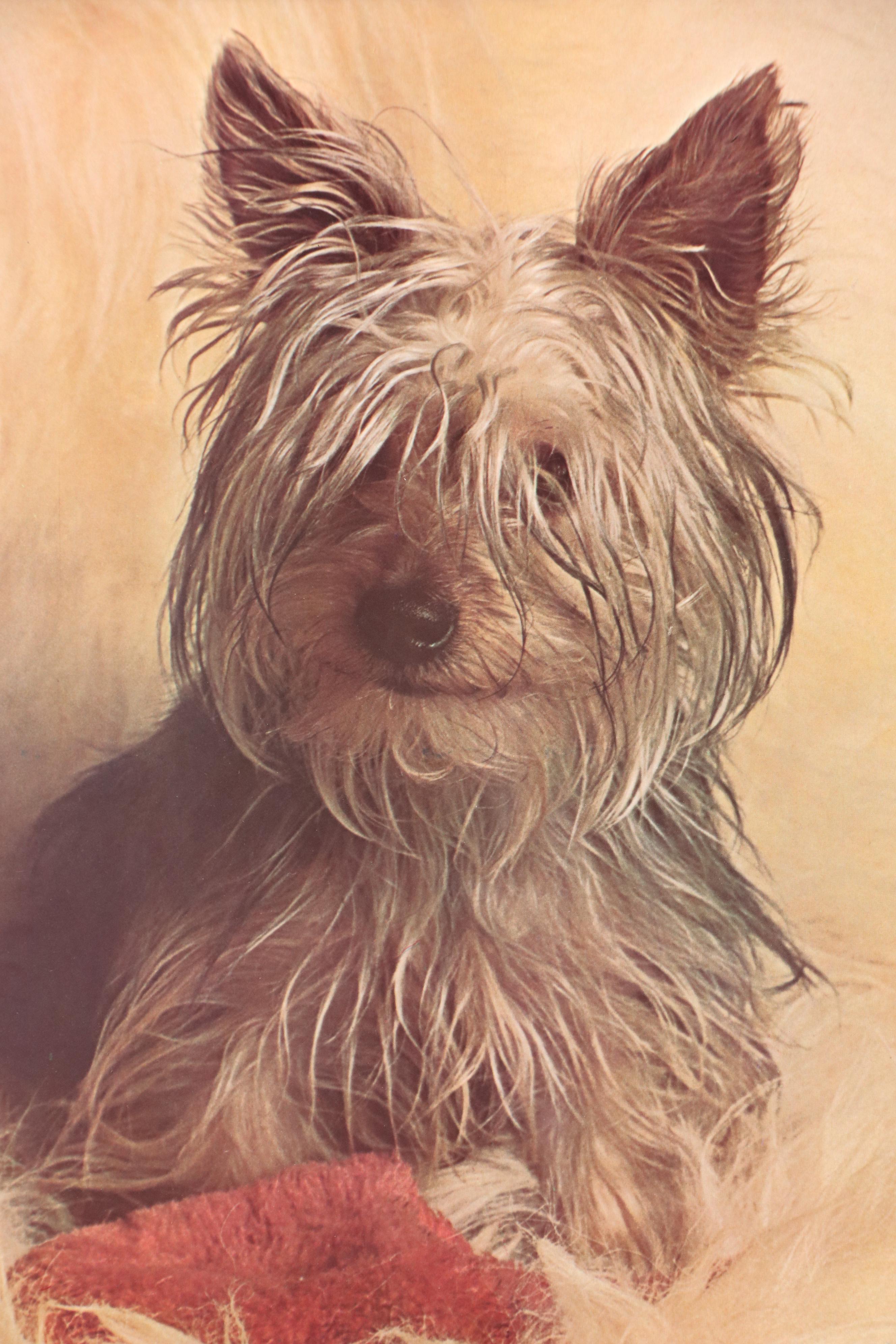 Offset Lithograph of Yorkshire Terrier, Late 20th–21st Century