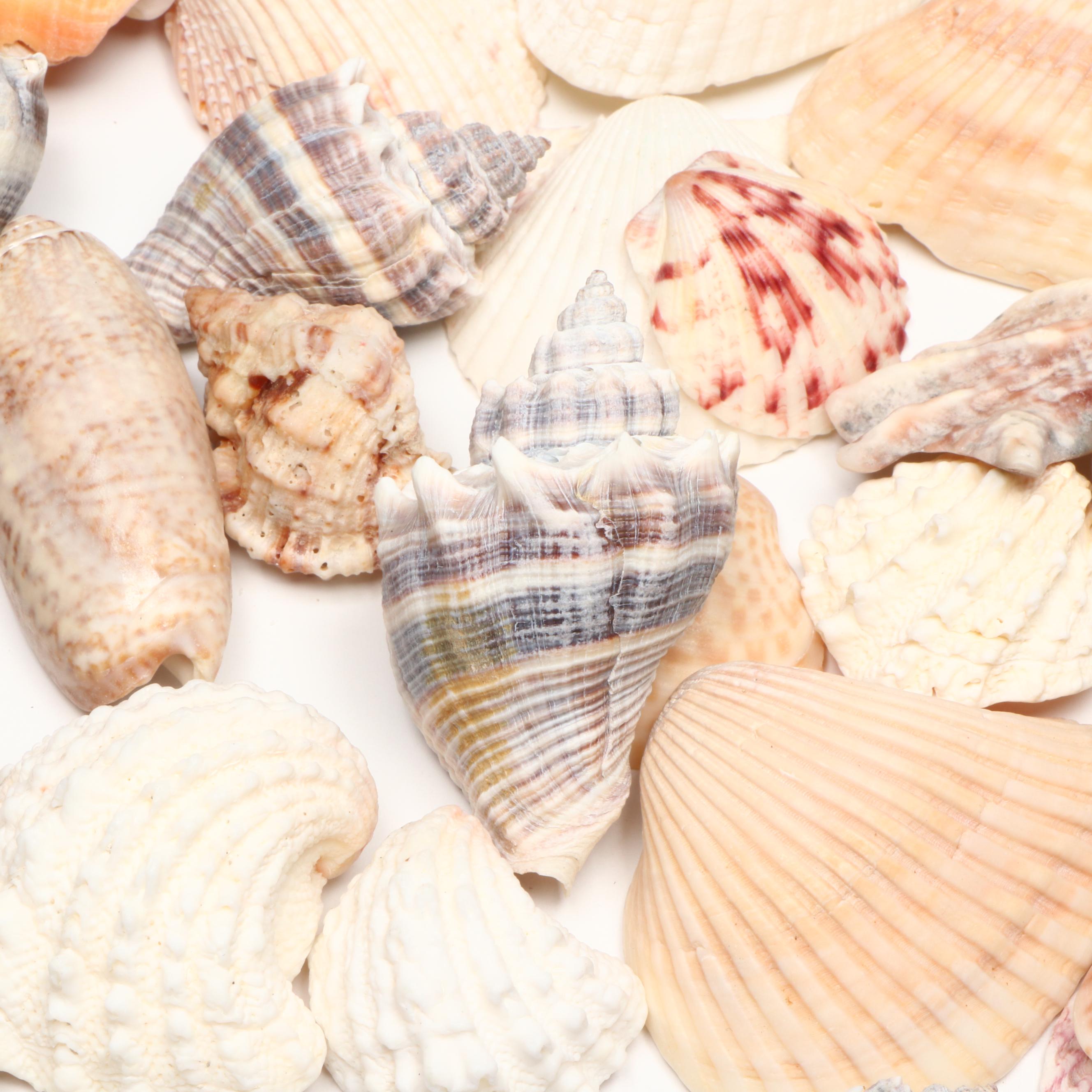 Cockle Shell, Conch, Whelk and Other Seashell Specimens
