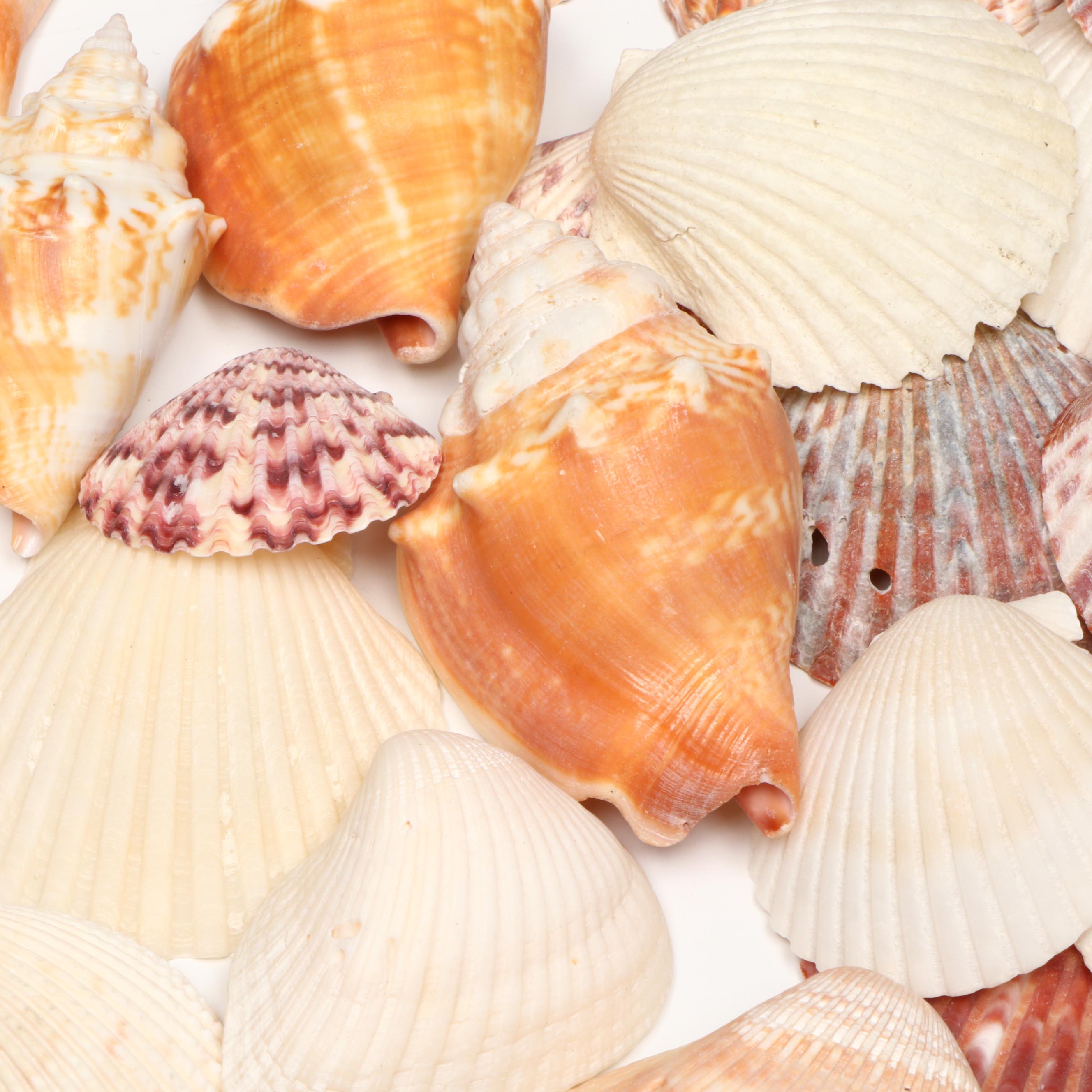 Cockle Shell, Conch, Whelk and Other Seashell Specimens