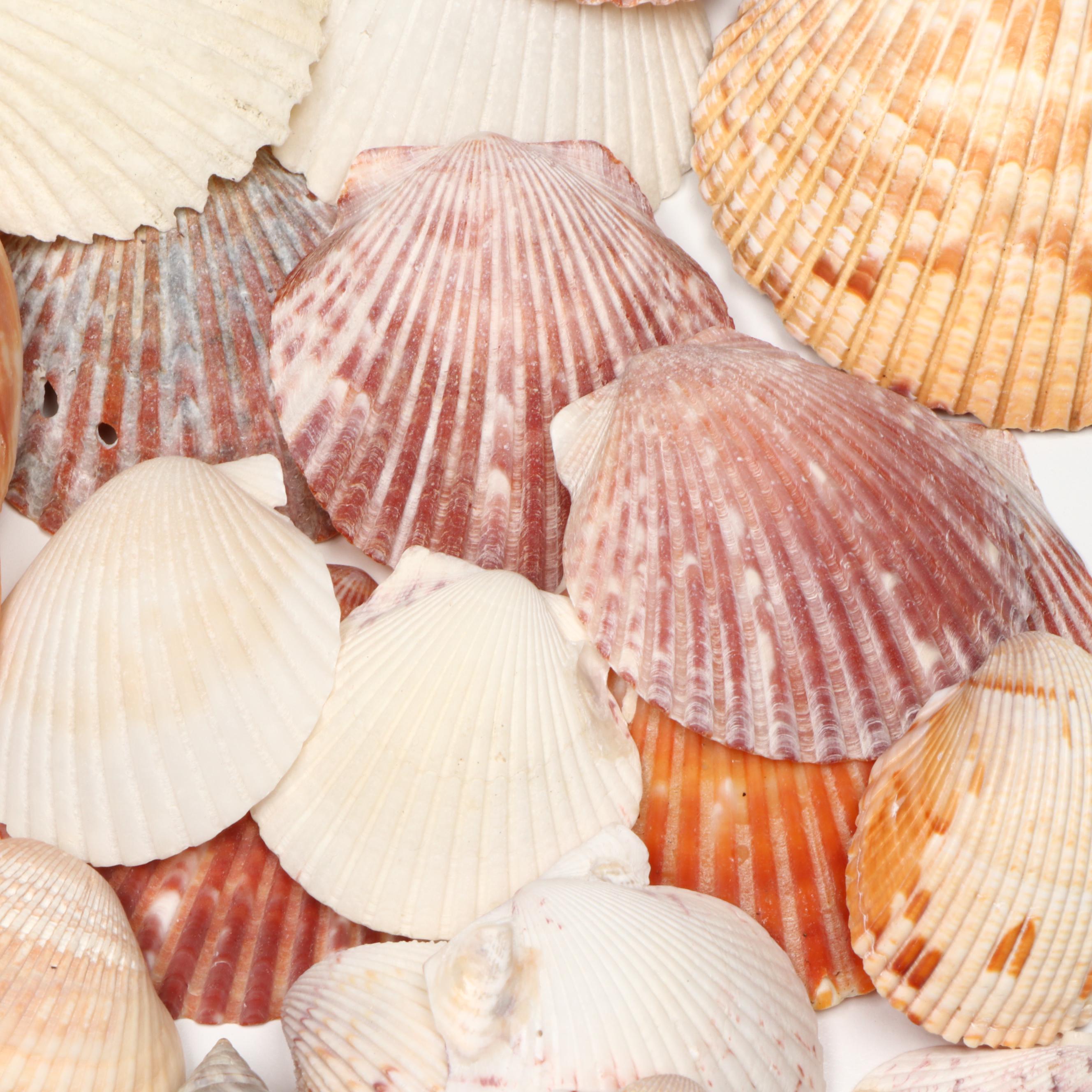 Cockle Shell, Conch, Whelk and Other Seashell Specimens