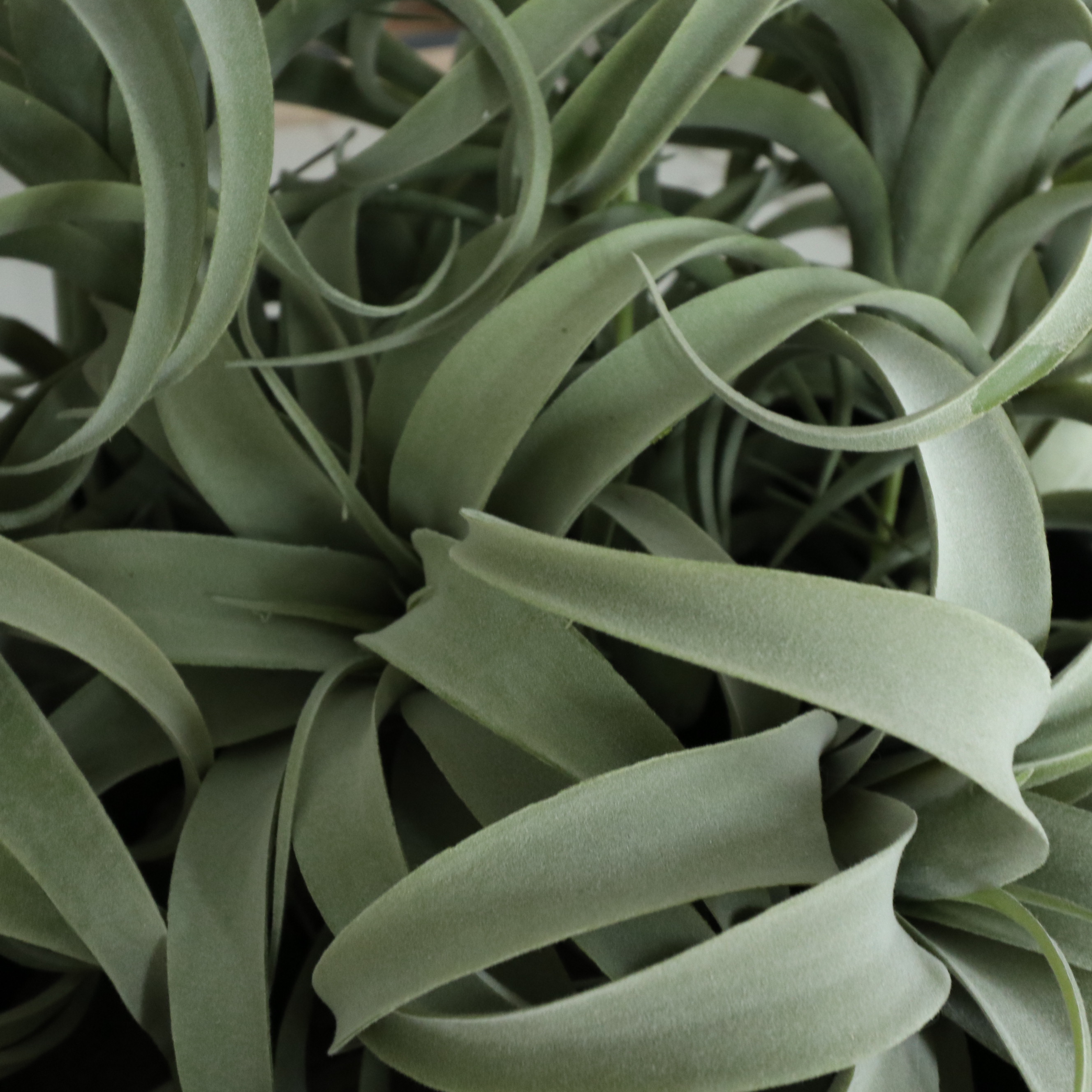 Pottery Barn "Orion" Terracotta Footed Bowls and Other Tray Décor