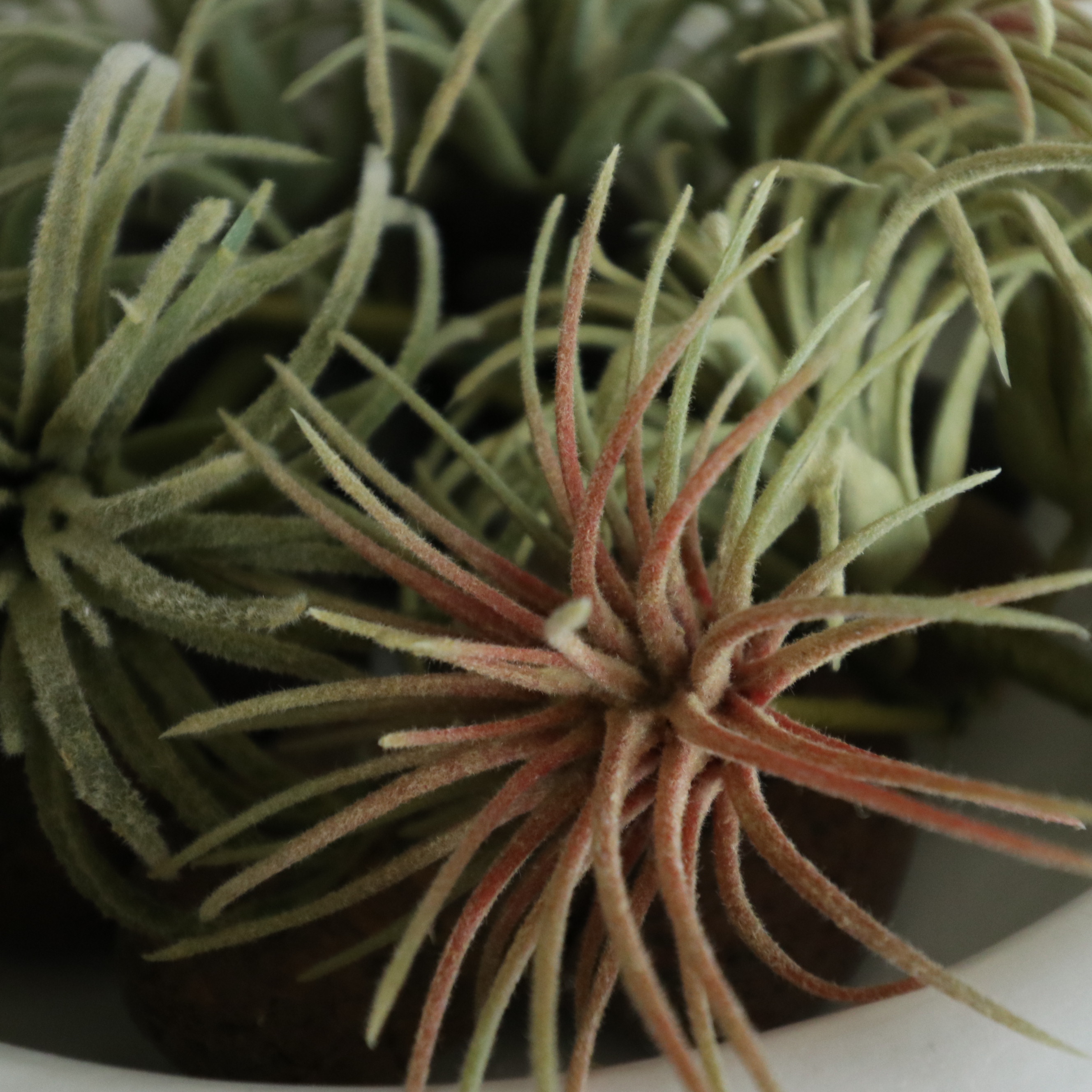 Pottery Barn "Orion" Terracotta Footed Bowls and Other Tray Décor