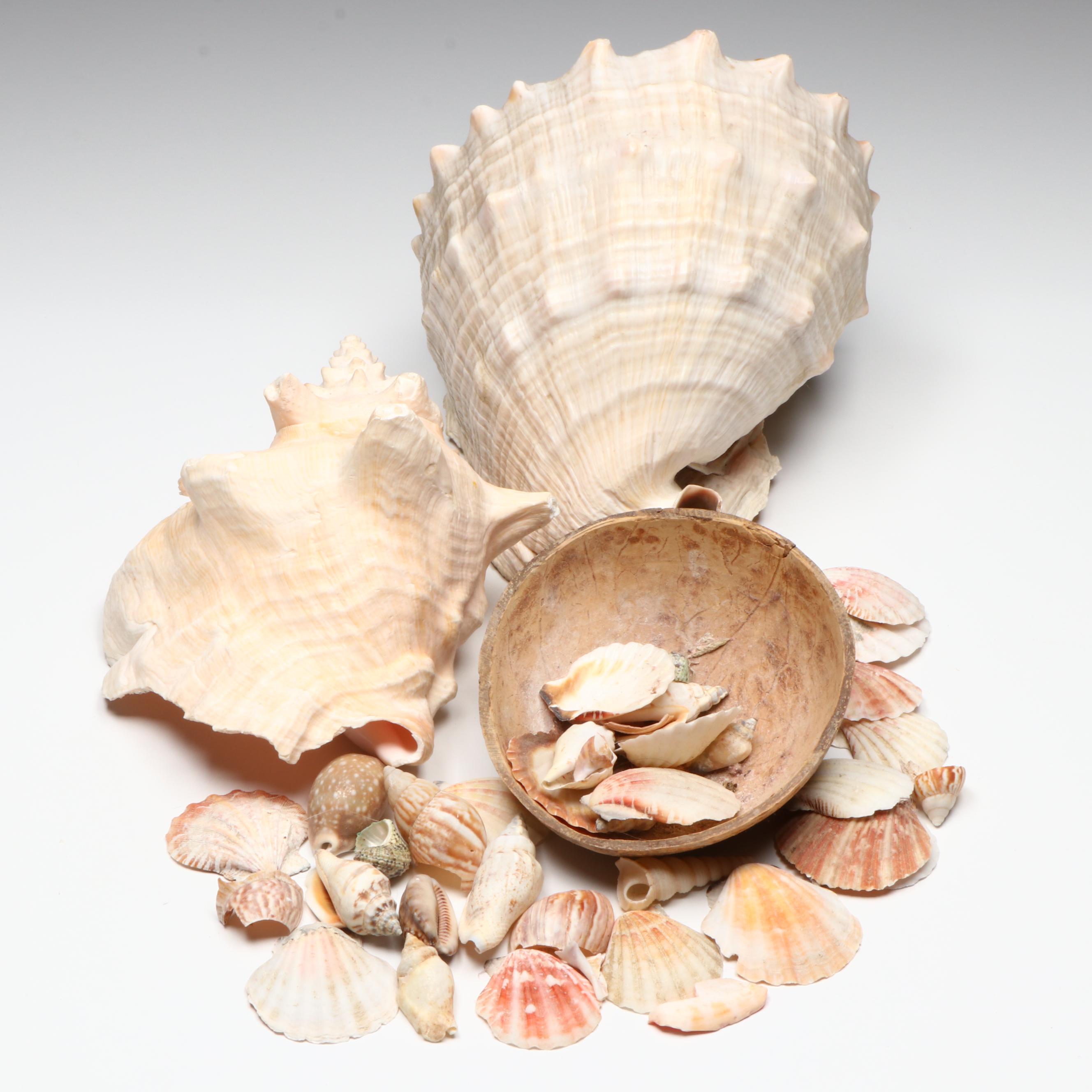 Queen Conch with Cowrie, Turban, Turritella and More Shells, Coconut Half Shell