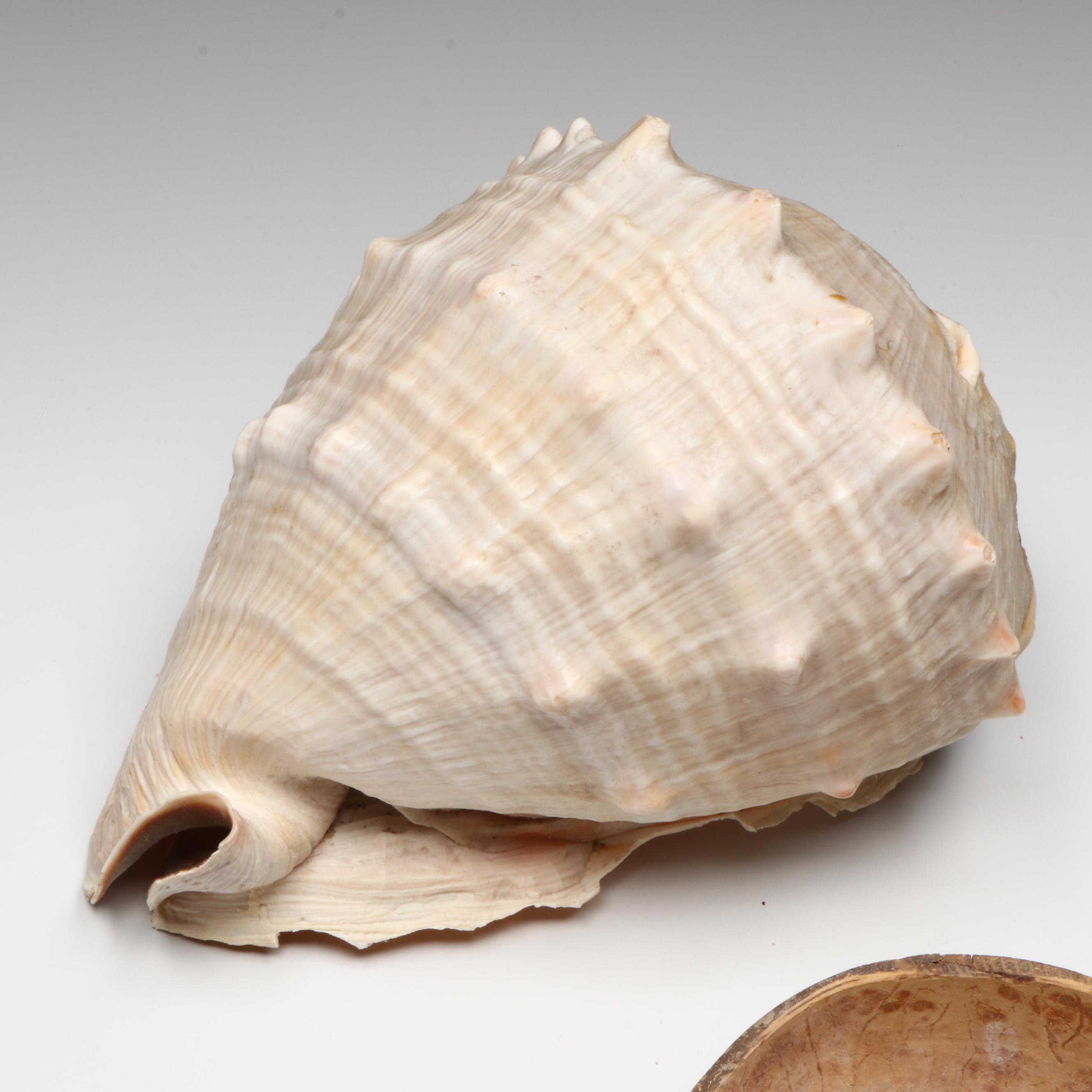 Queen Conch with Cowrie, Turban, Turritella and More Shells, Coconut Half Shell