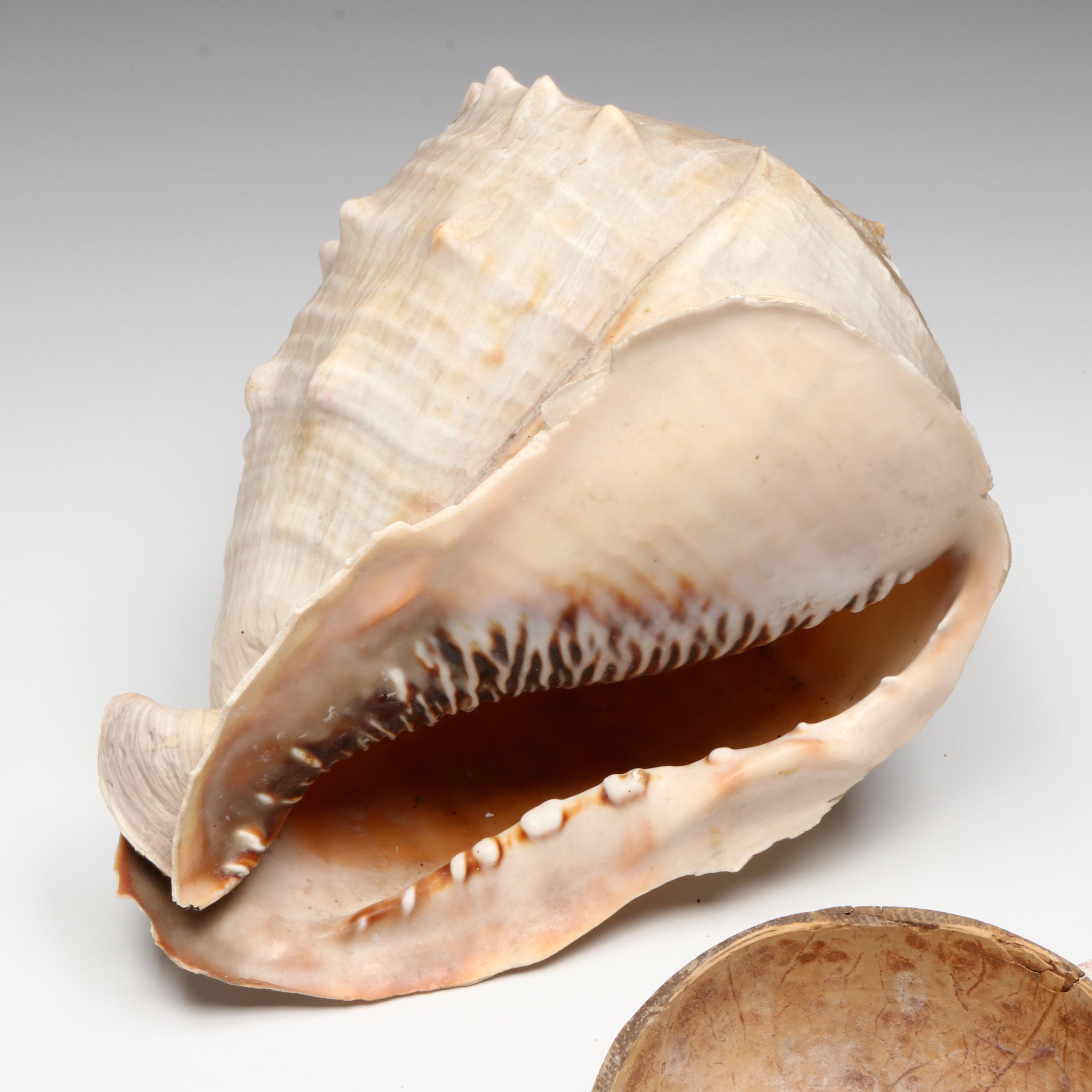 Queen Conch with Cowrie, Turban, Turritella and More Shells, Coconut Half Shell