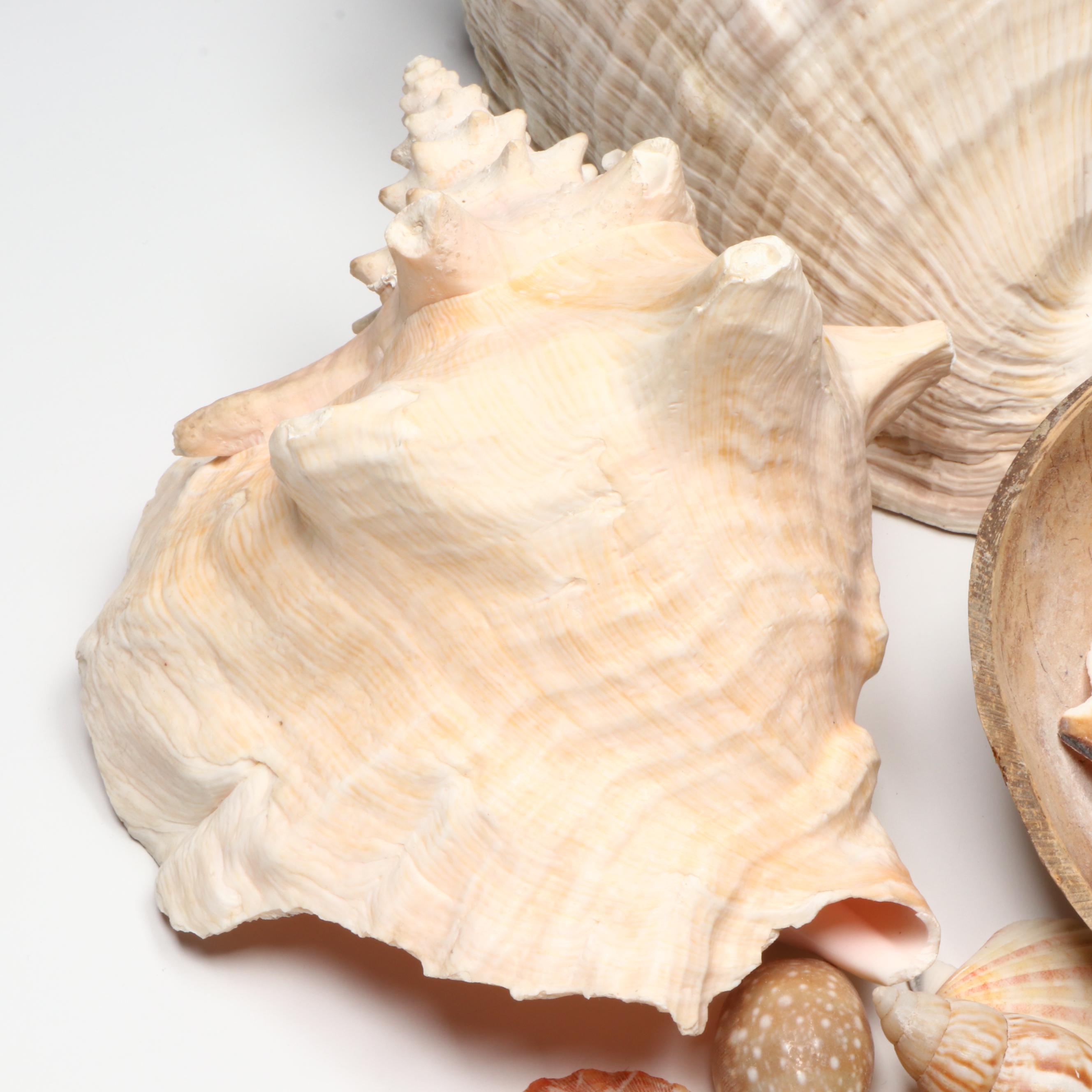 Queen Conch with Cowrie, Turban, Turritella and More Shells, Coconut Half Shell