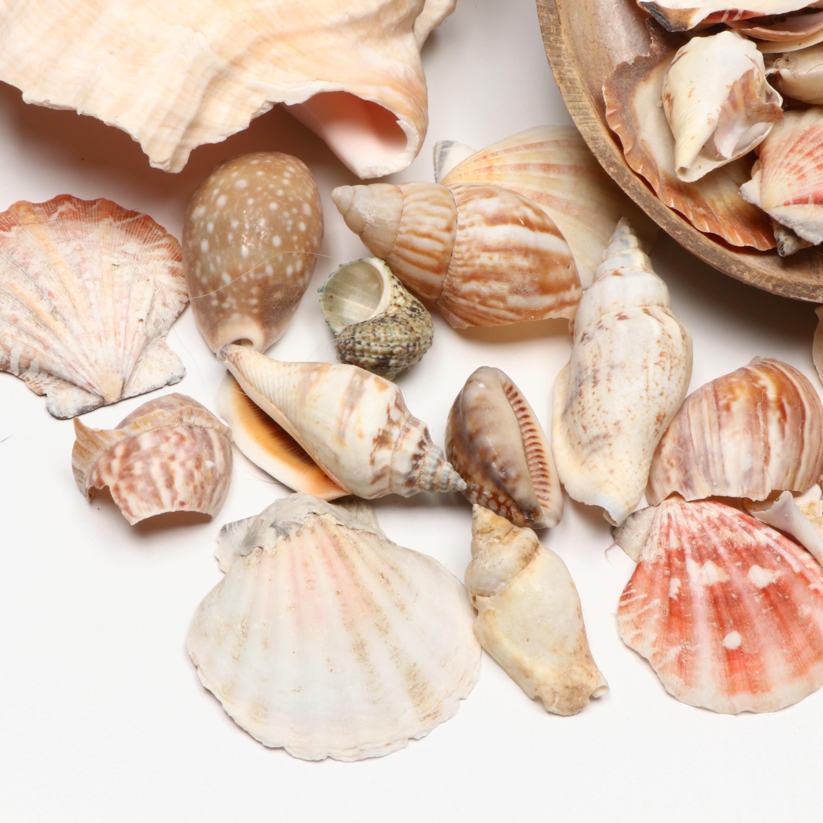 Queen Conch with Cowrie, Turban, Turritella and More Shells, Coconut Half Shell