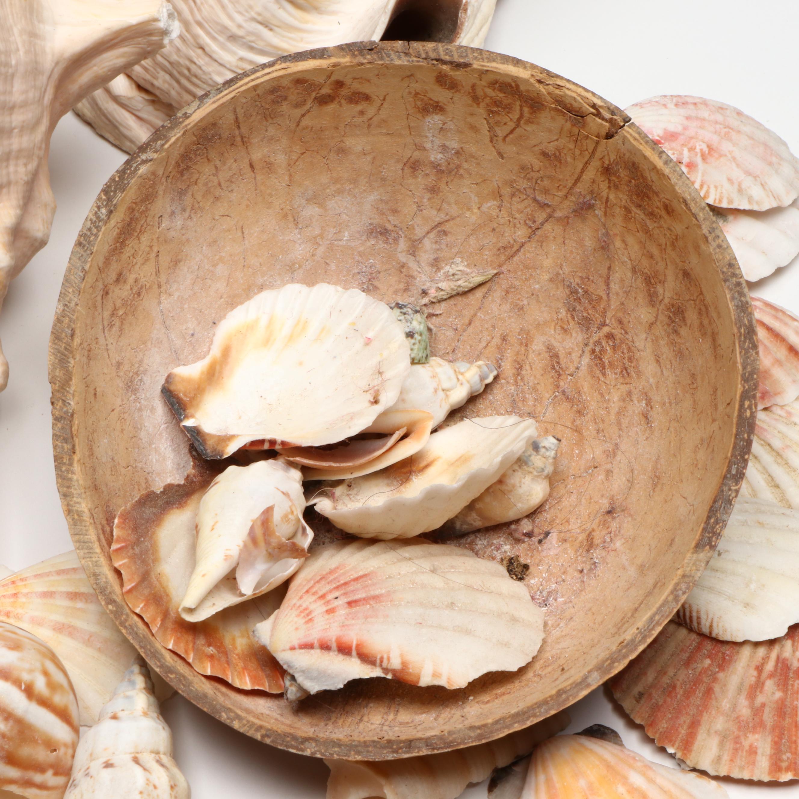 Queen Conch with Cowrie, Turban, Turritella and More Shells, Coconut Half Shell