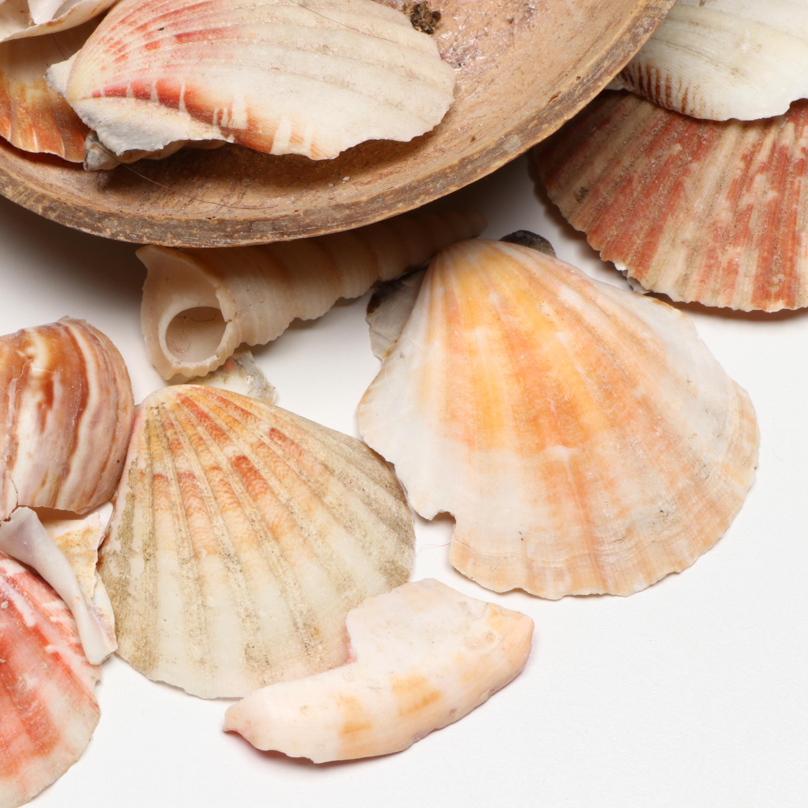 Queen Conch with Cowrie, Turban, Turritella and More Shells, Coconut Half Shell