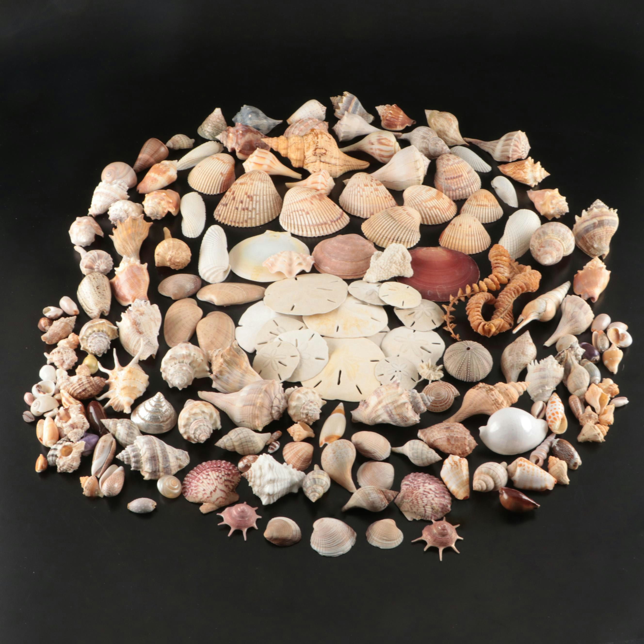 Crowned Conchs, Lightning Whelks, Channel Whelks, Polished Turbo Shells and More