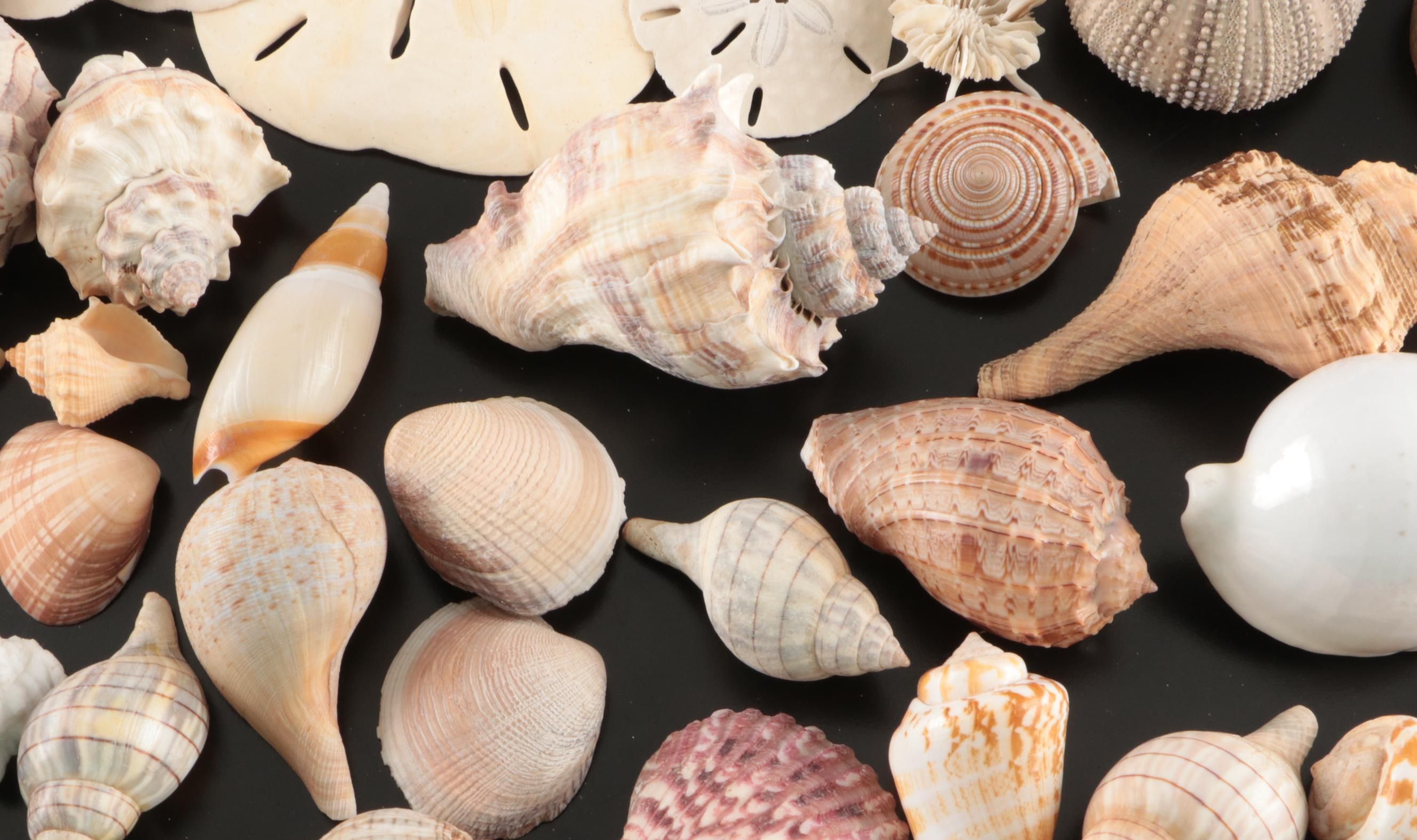 Crowned Conchs, Lightning Whelks, Channel Whelks, Polished Turbo Shells and More