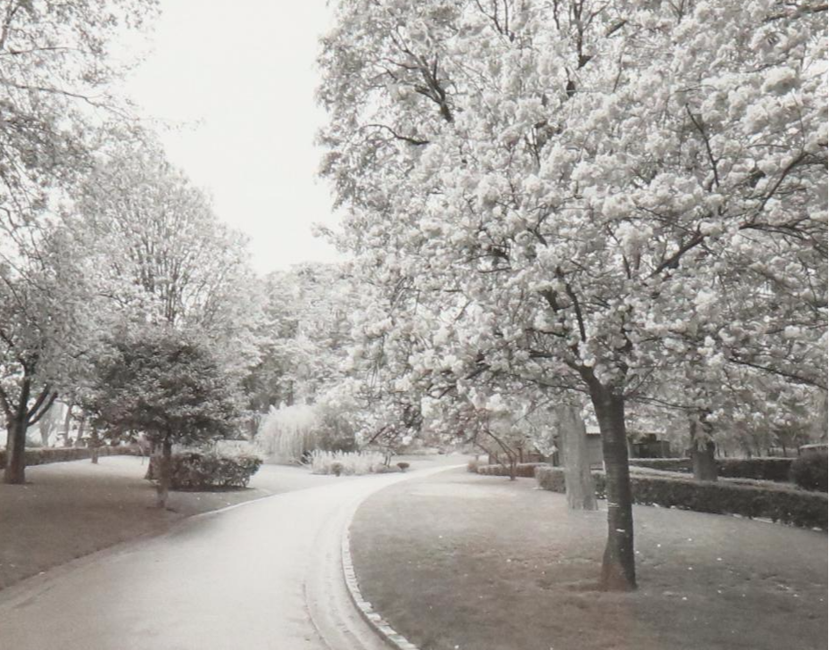 Black and White Offset Lithograph of Park Road with Blossoming Trees