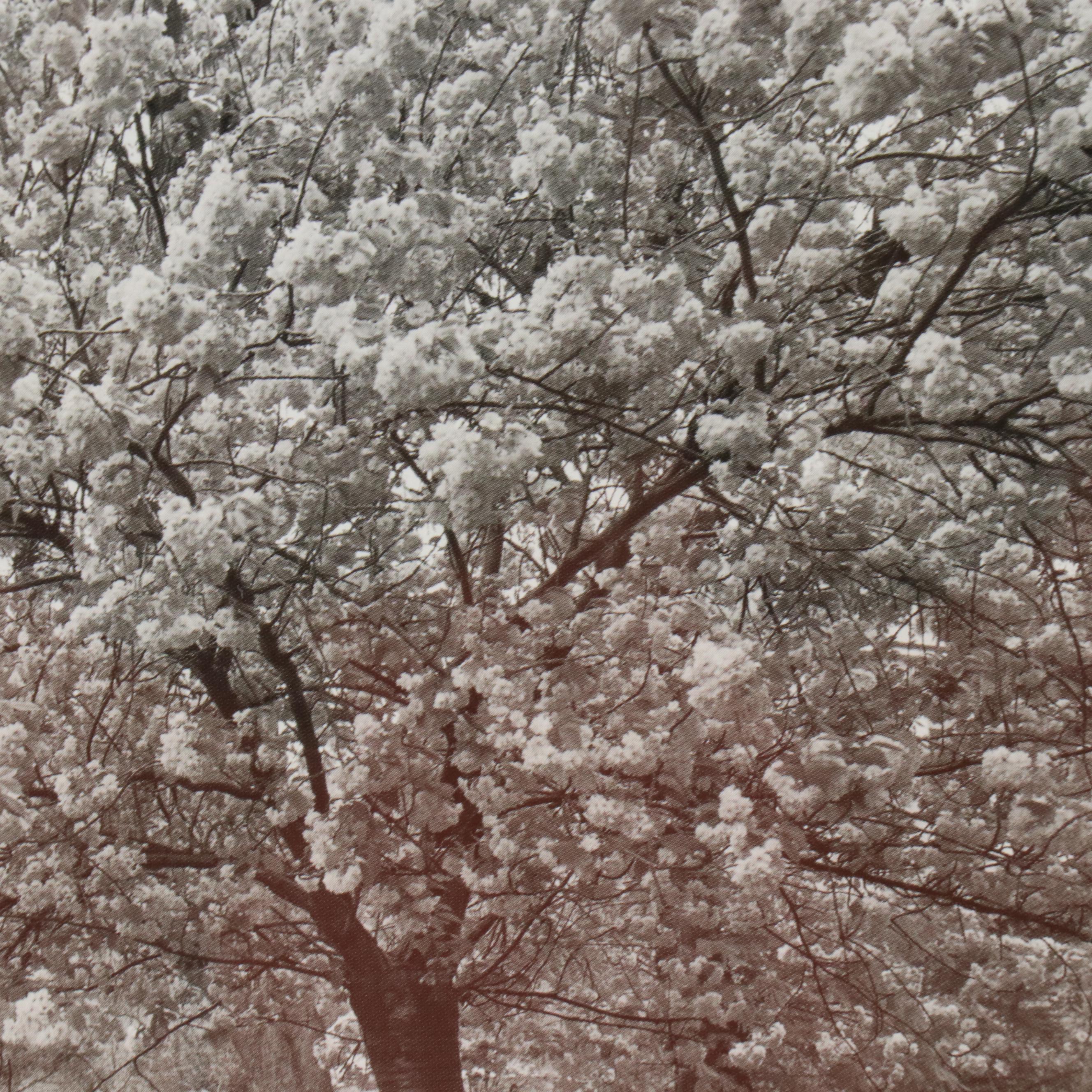 Black and White Offset Lithograph of Park Road with Blossoming Trees
