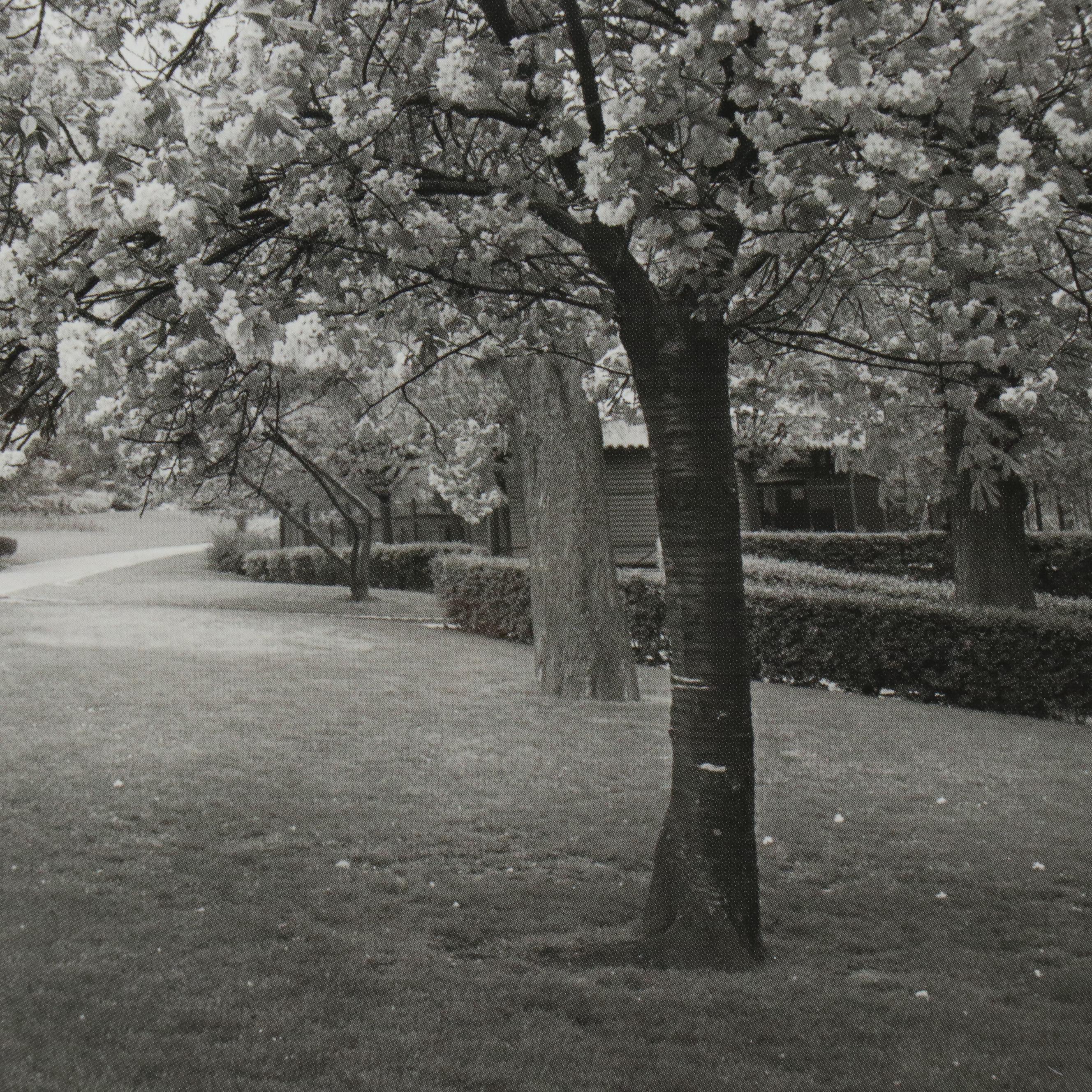 Black and White Offset Lithograph of Park Road with Blossoming Trees
