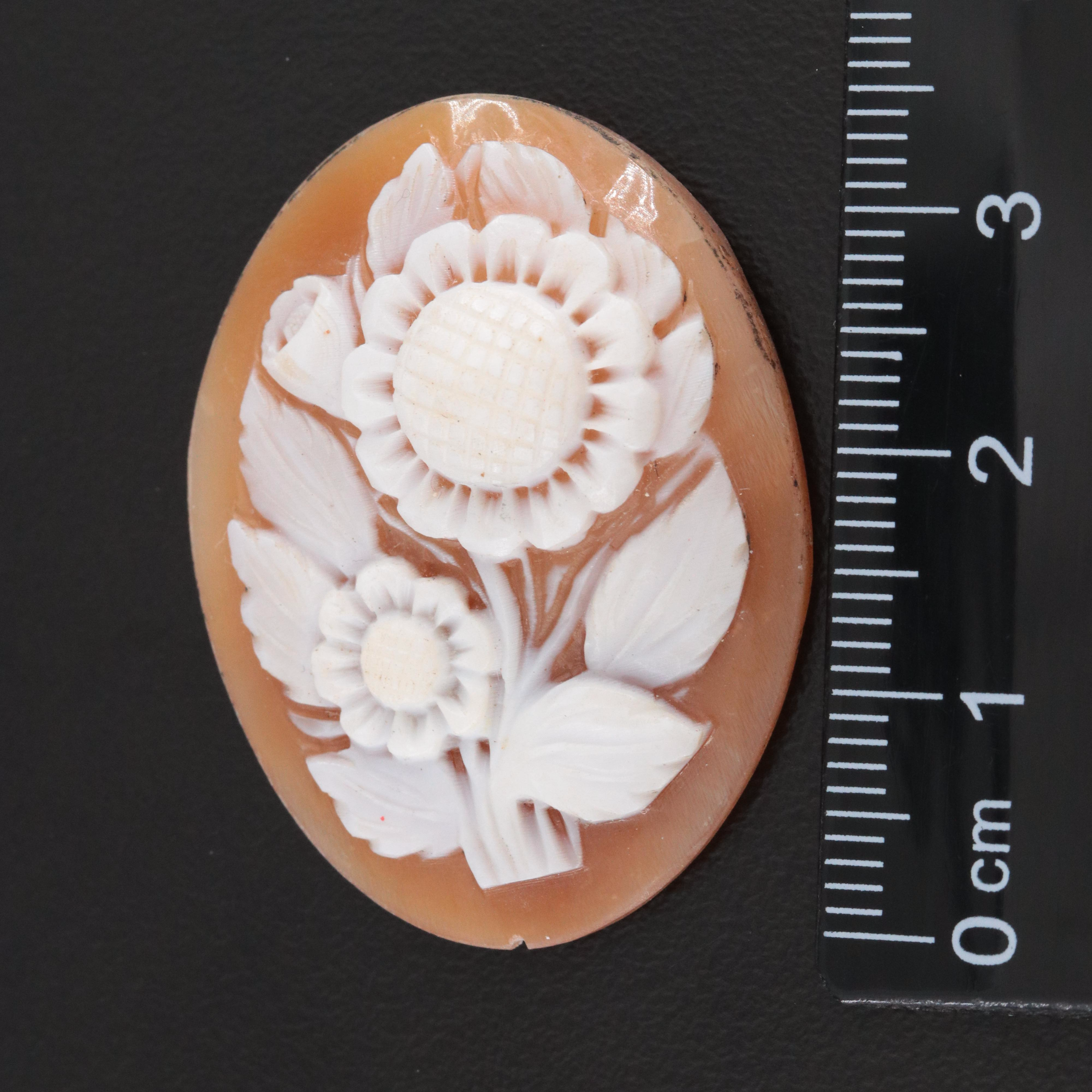 Loose Shell Cameo