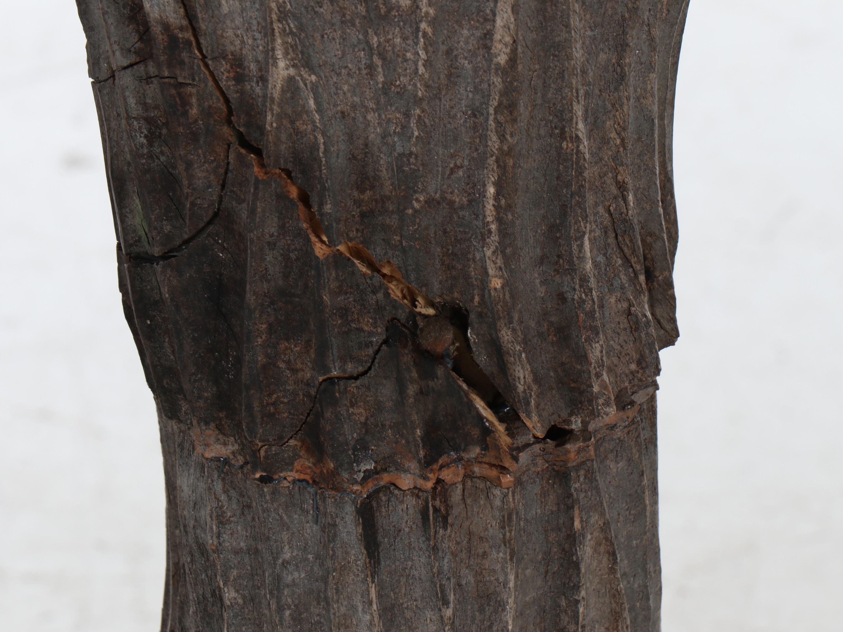 Hand-Carved Wooden Cactus with Tessellated Wood Pot