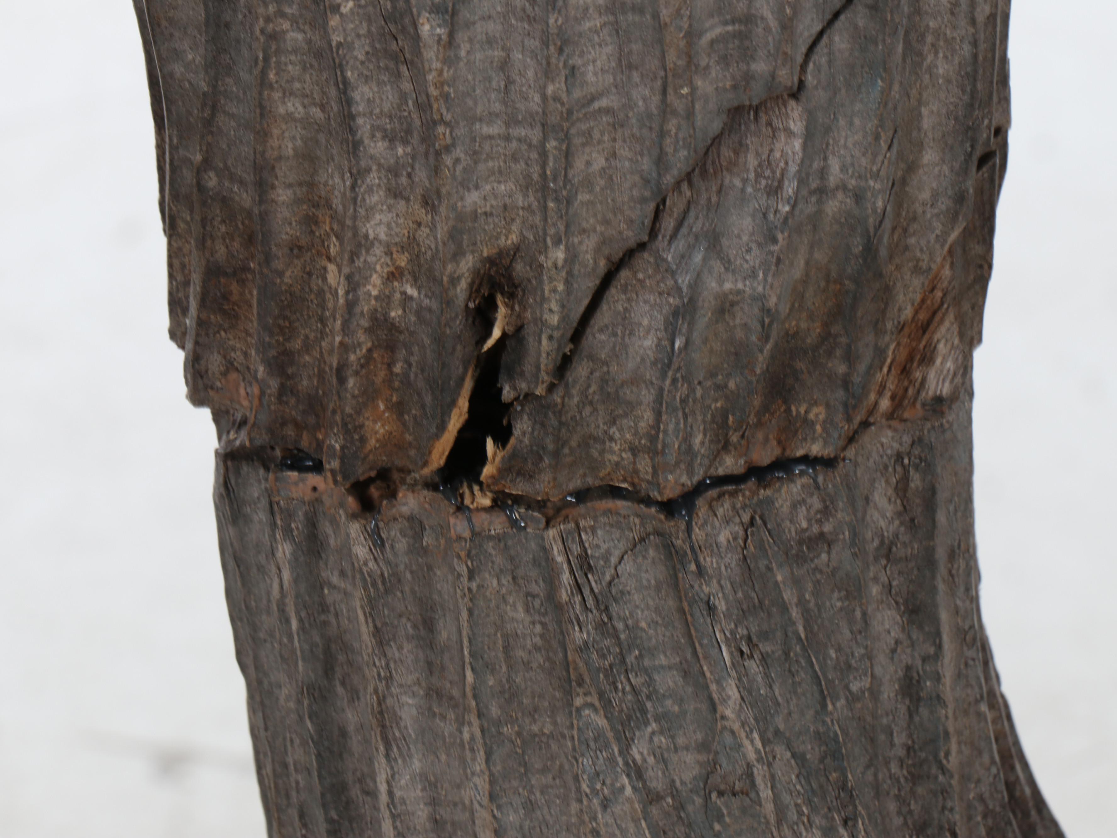 Hand-Carved Wooden Cactus with Tessellated Wood Pot