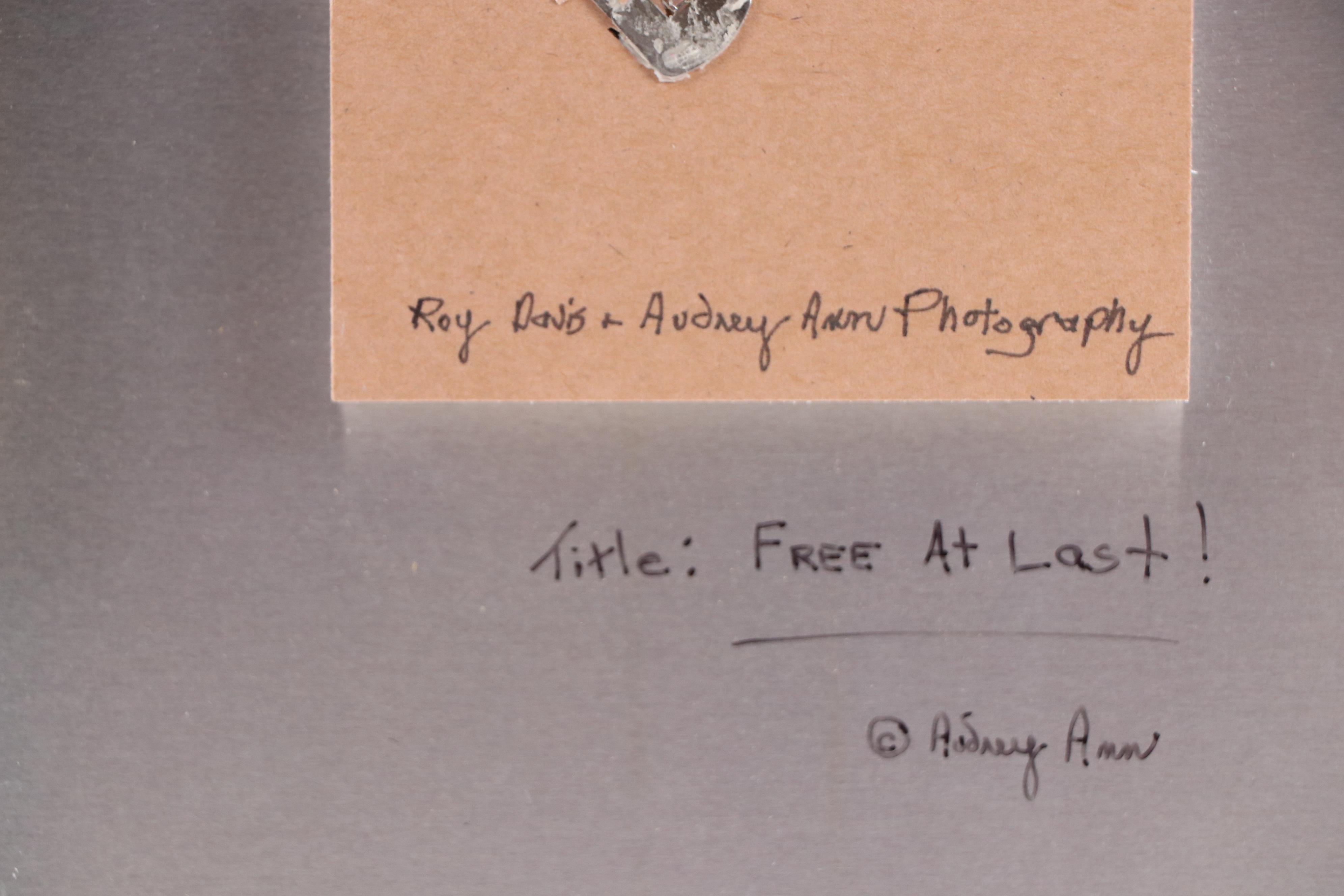 Audrey Ann Digital Photograph "Free at Last!," 21st Century