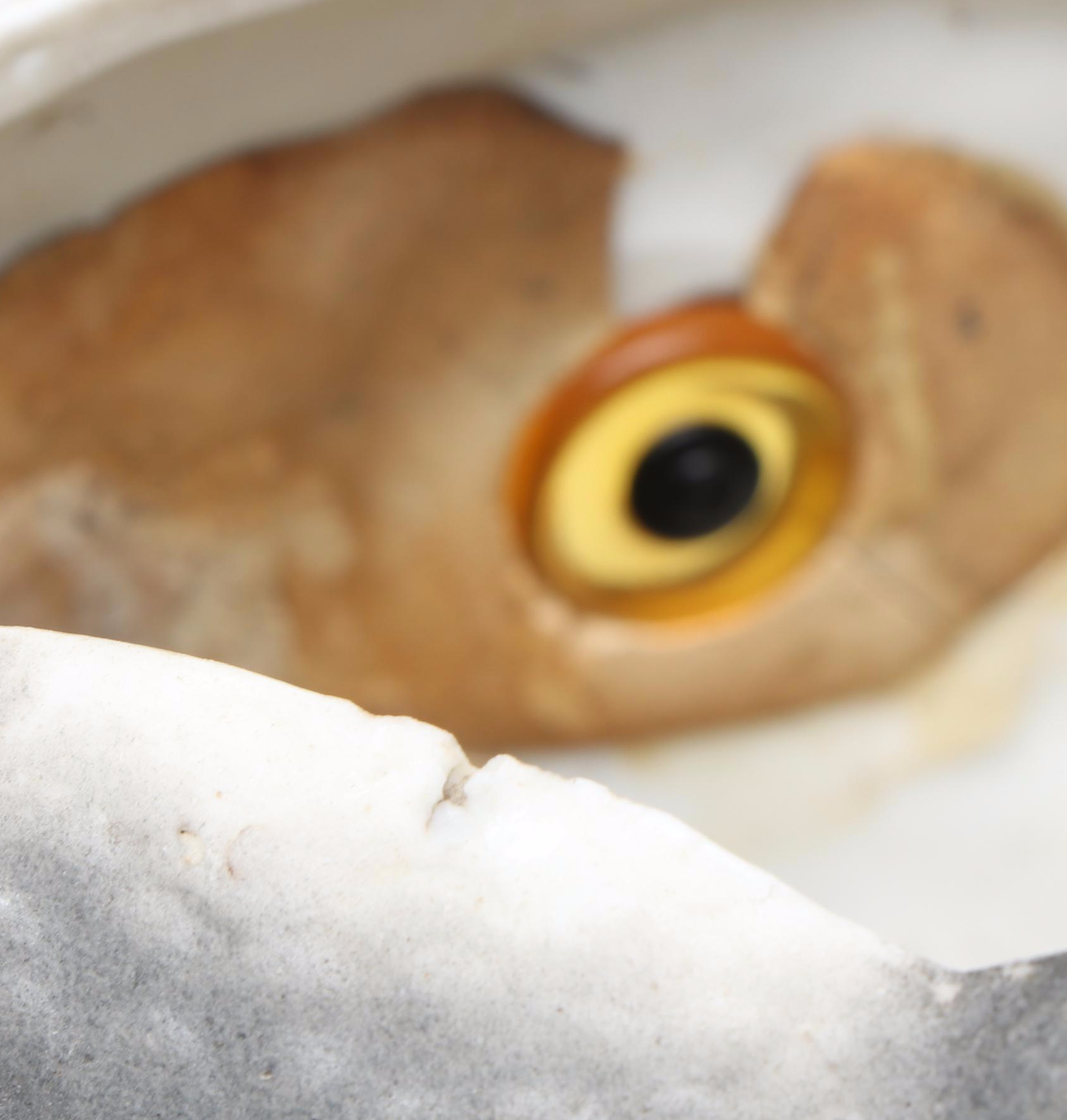 Krister Three-Sided Owl Face & Other Ceramic Pet Fairy Lamps