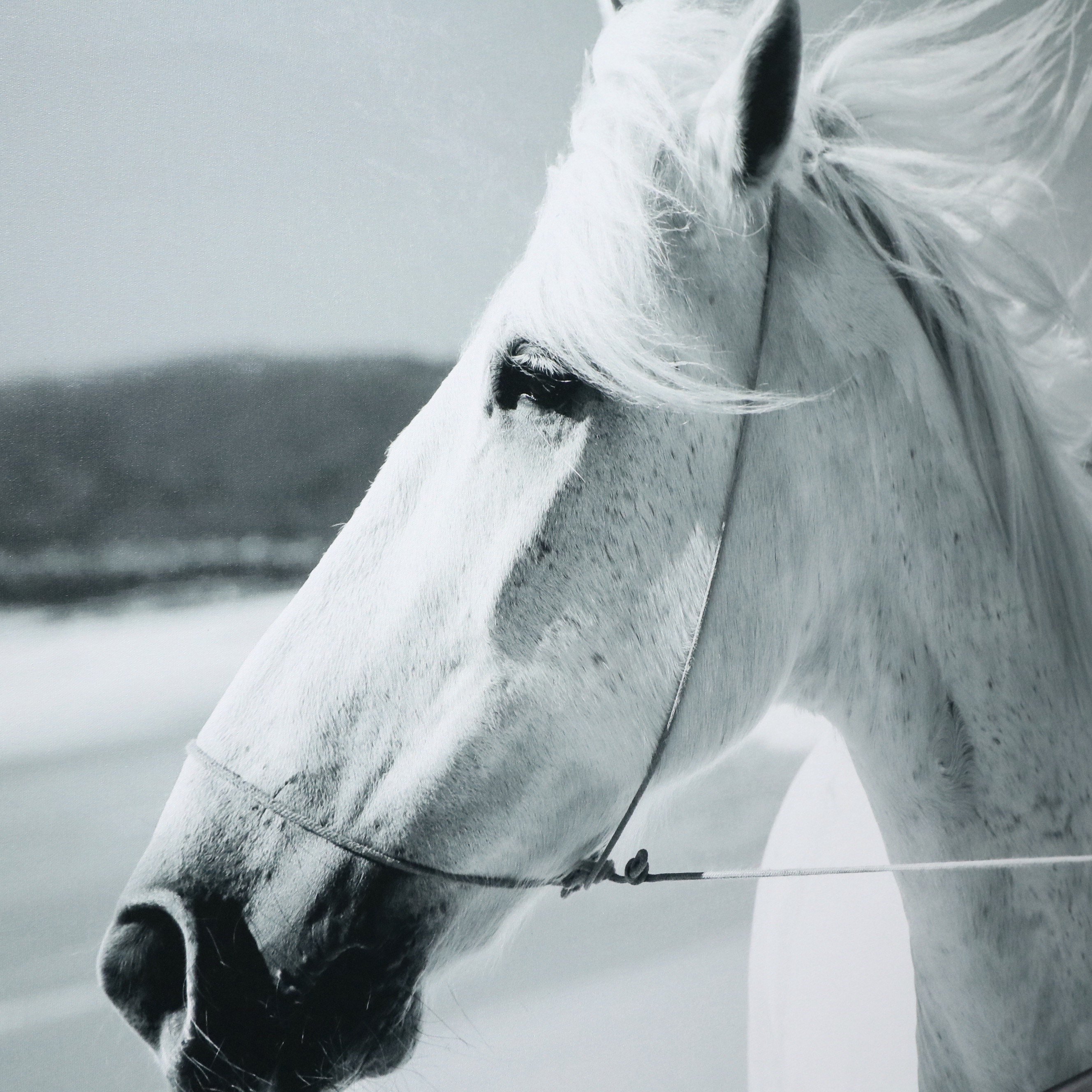Giclée "White Horse & Sea Winds"