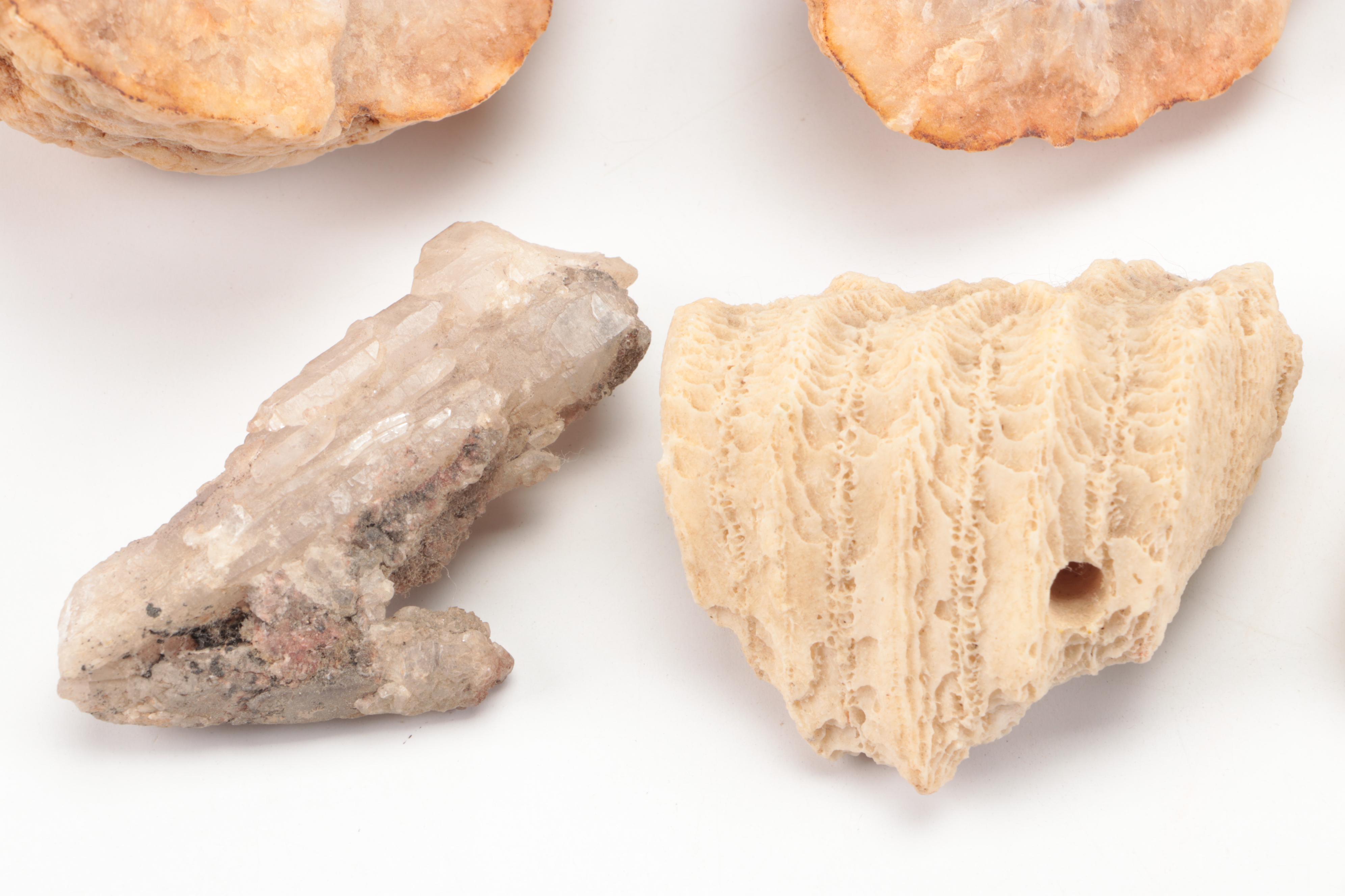 Fossil Horn Coral, with Quartz, Geodes, Agate and More