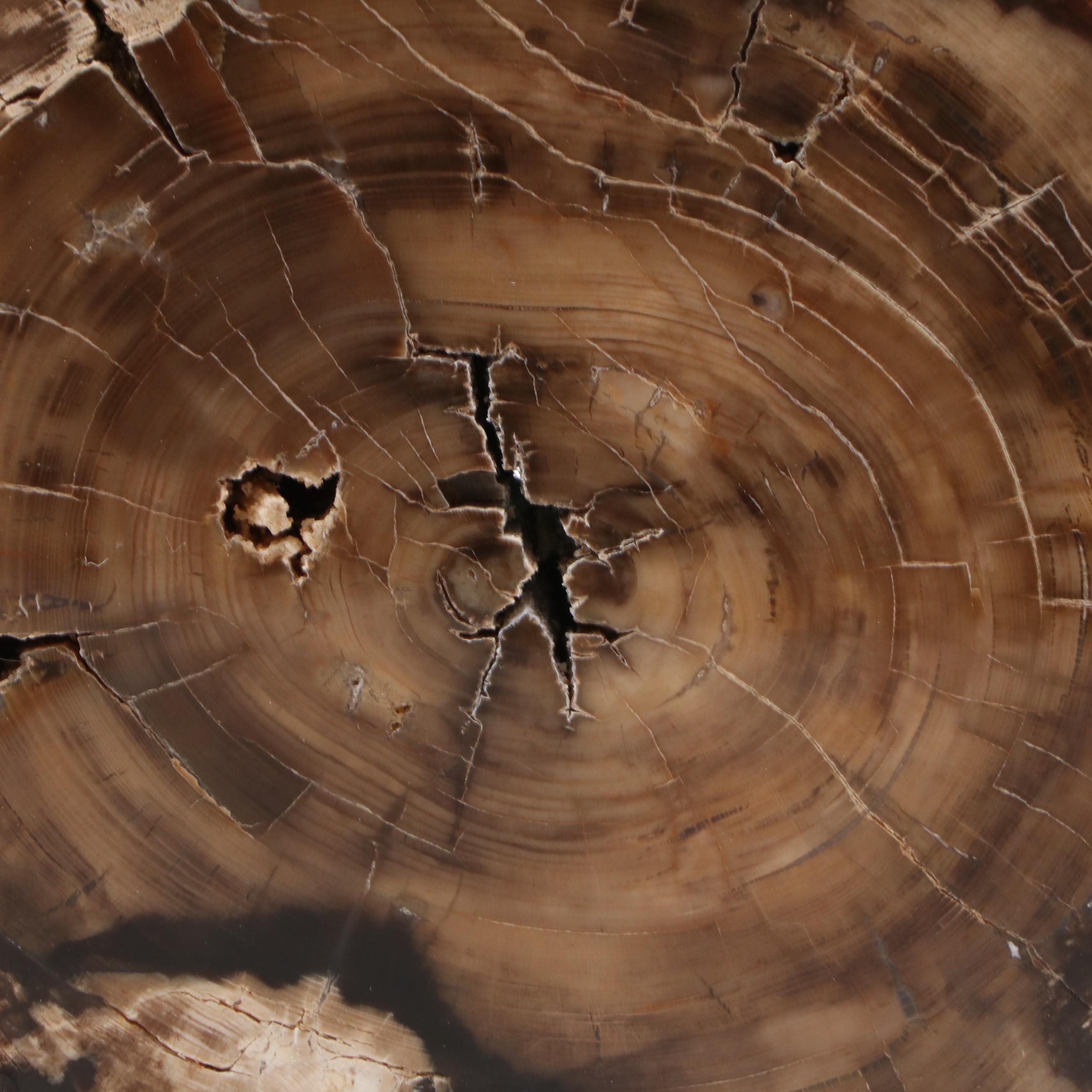 Petrified Wood Bookends