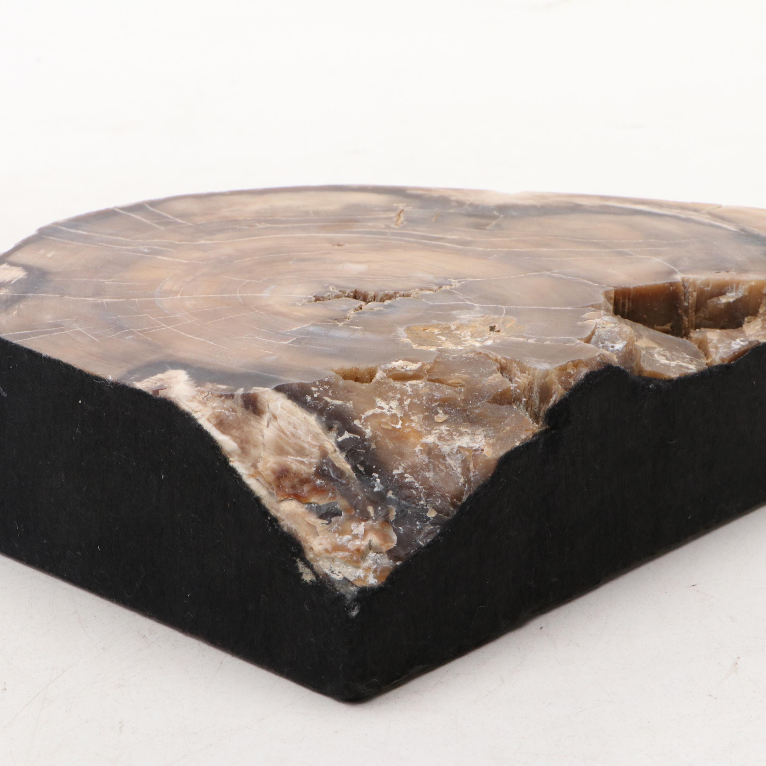 Petrified Wood Bookends