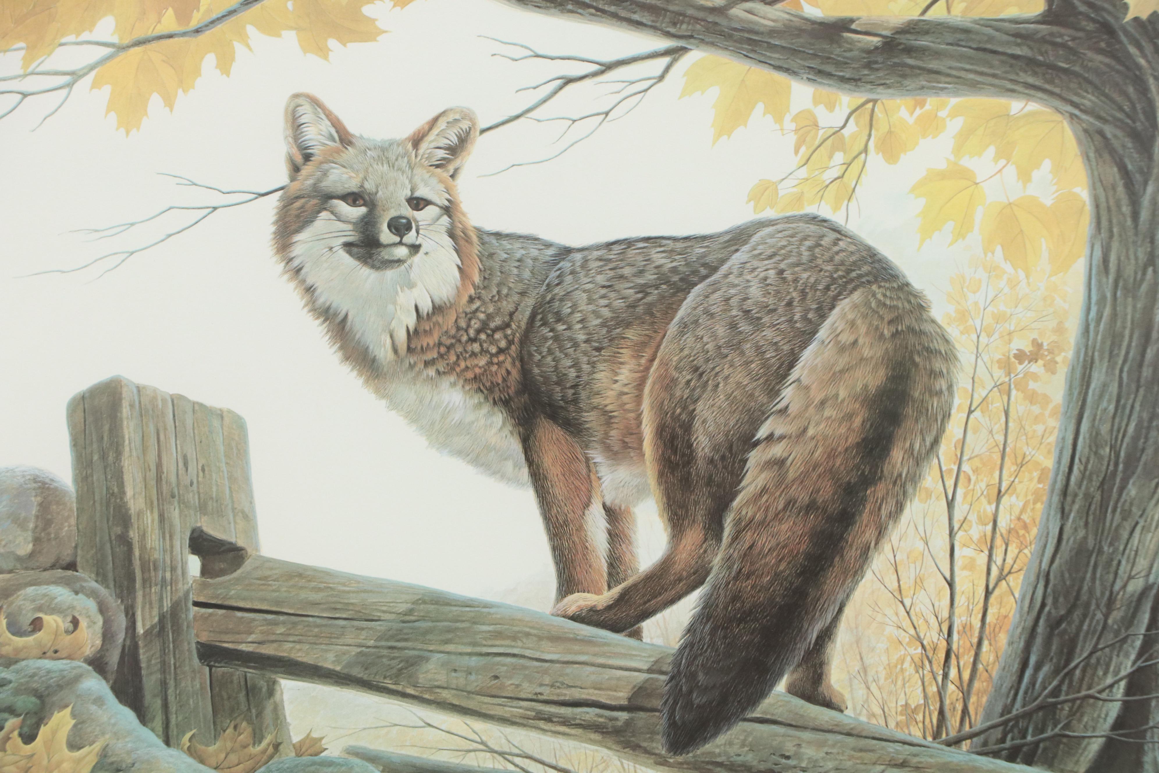John A. Ruthven Offset Lithograph "Gray Fox," Late 20th Century