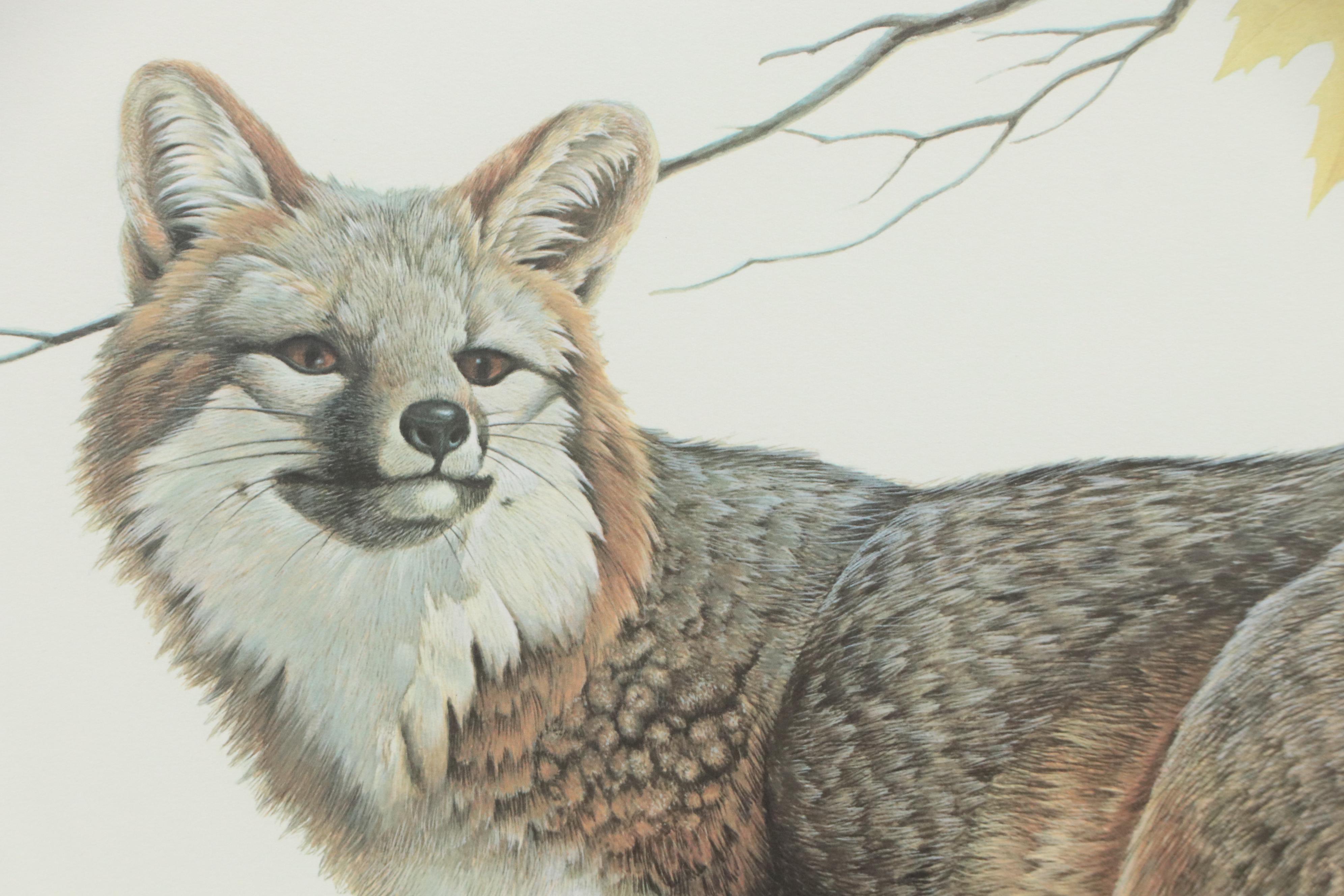 John A. Ruthven Offset Lithograph "Gray Fox," Late 20th Century