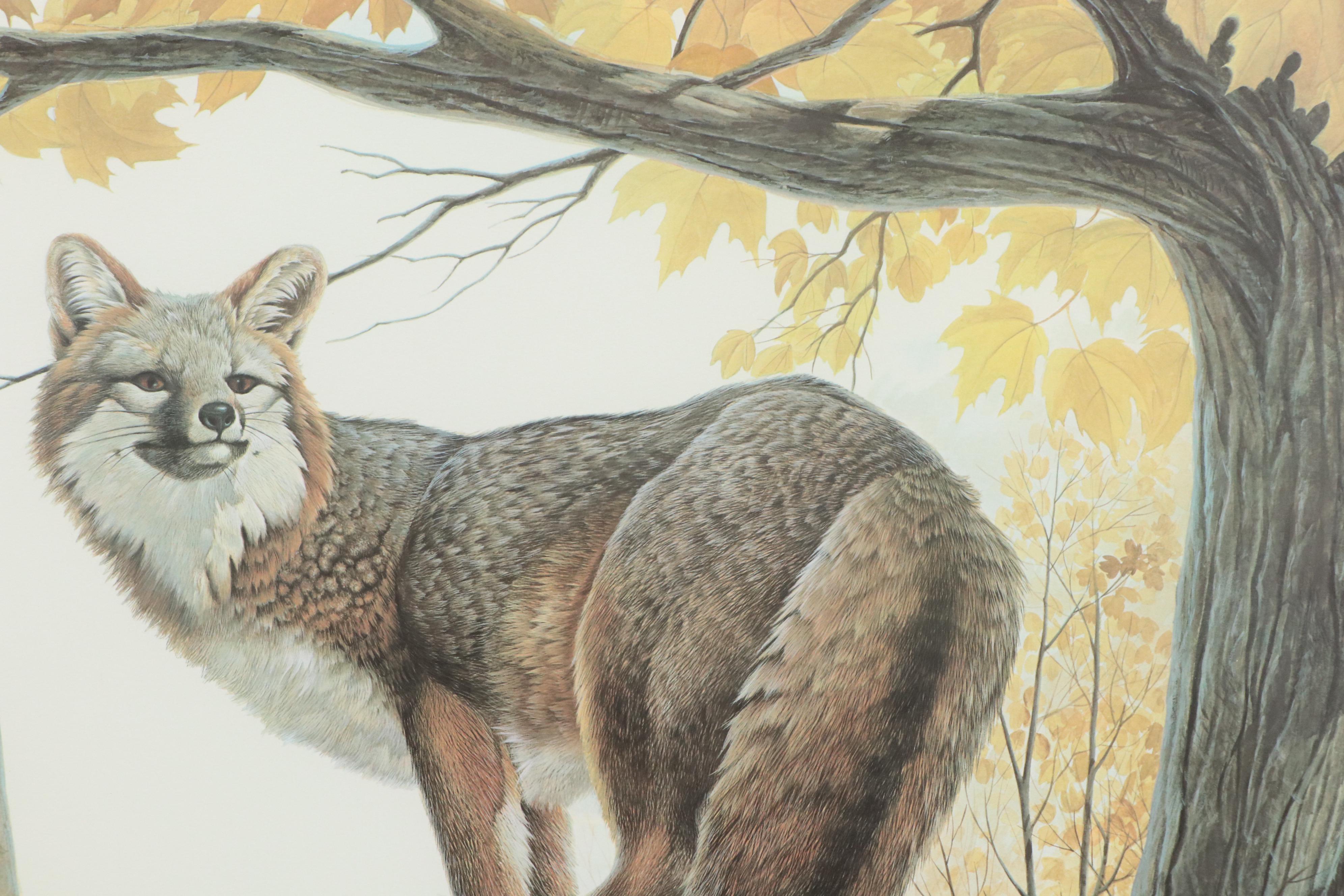 John A. Ruthven Offset Lithograph "Gray Fox," Late 20th Century
