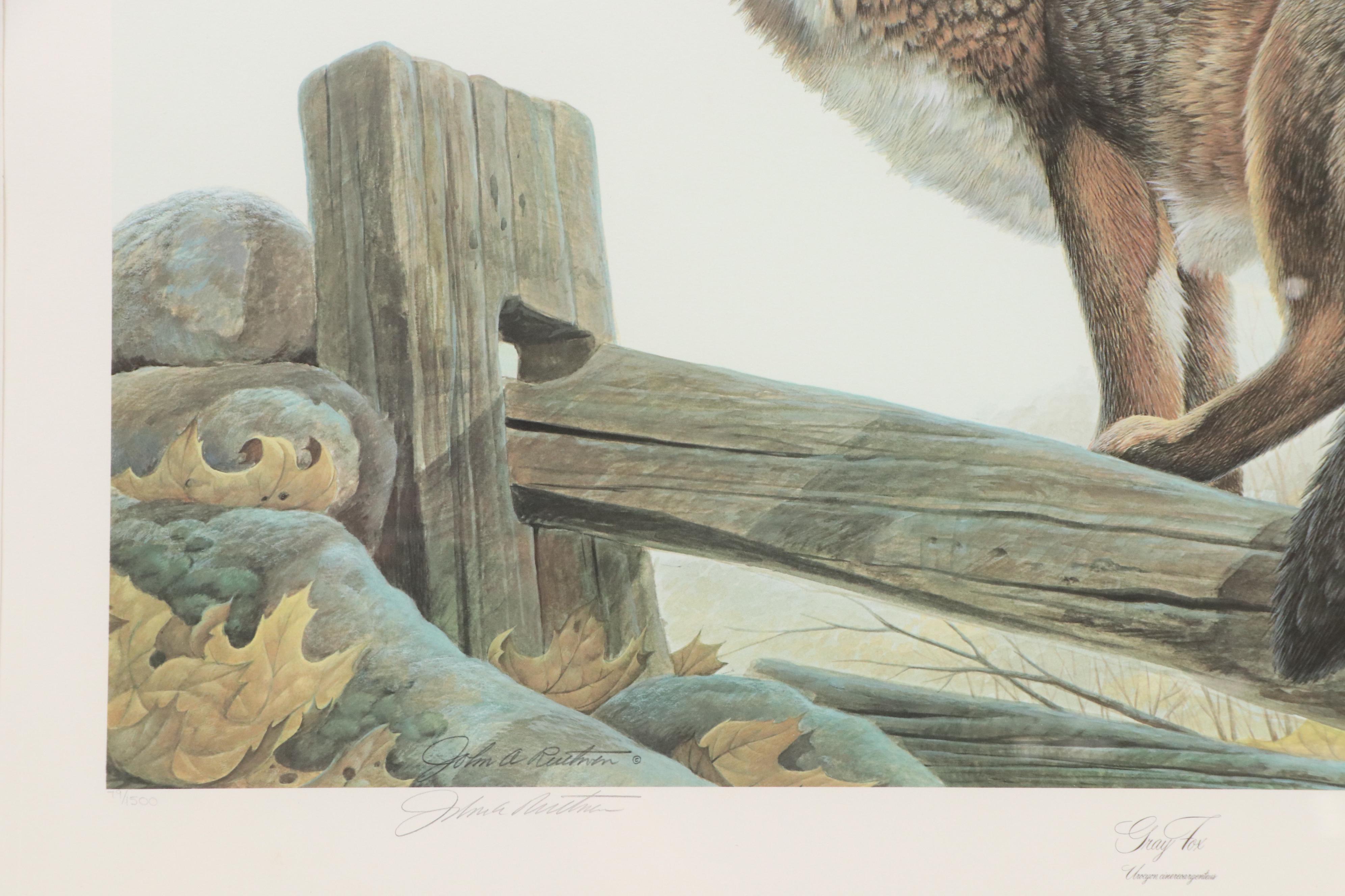 John A. Ruthven Offset Lithograph "Gray Fox," Late 20th Century