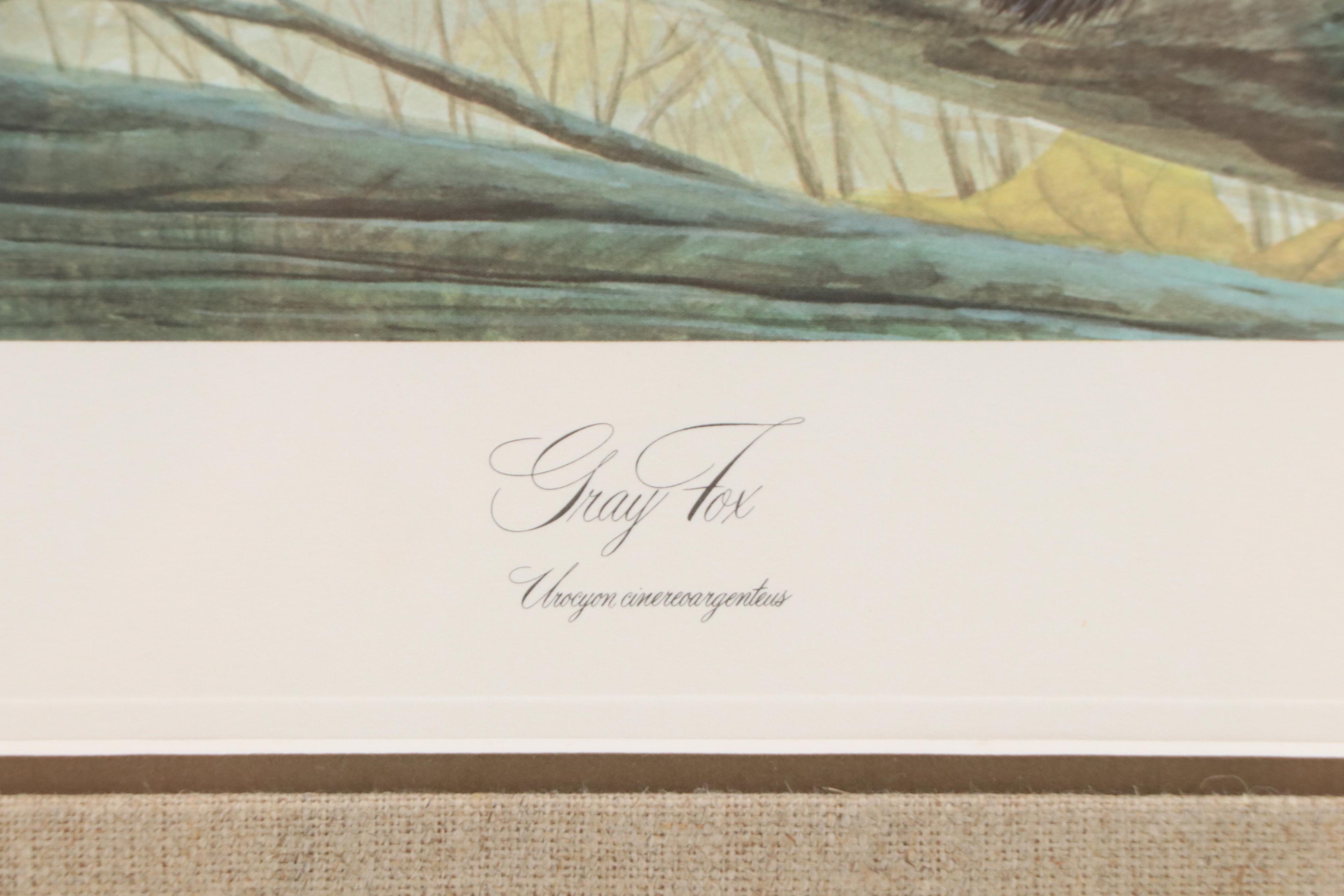 John A. Ruthven Offset Lithograph "Gray Fox," Late 20th Century