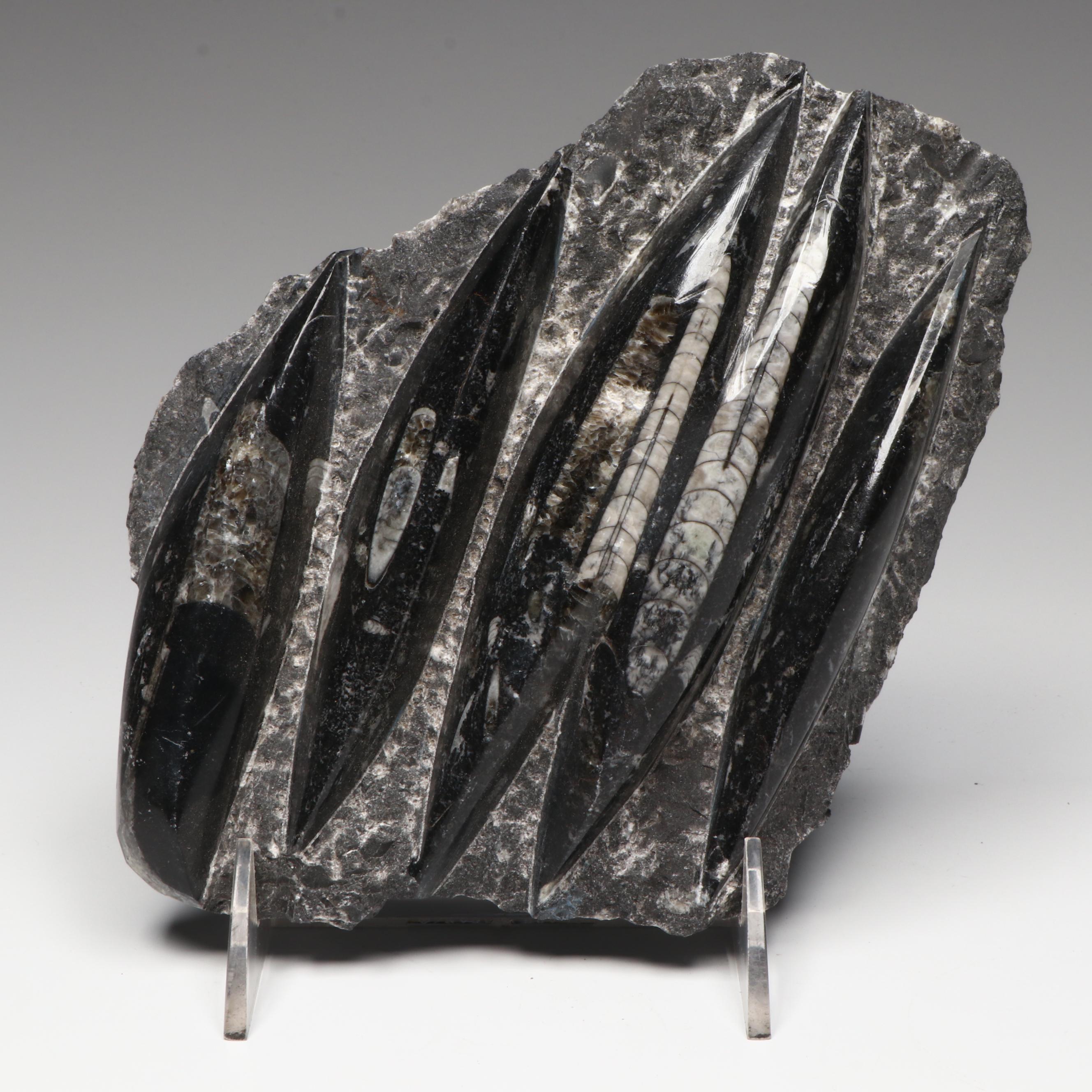 Orthoconic Cephalopod Specimen Cut and Polished Slab