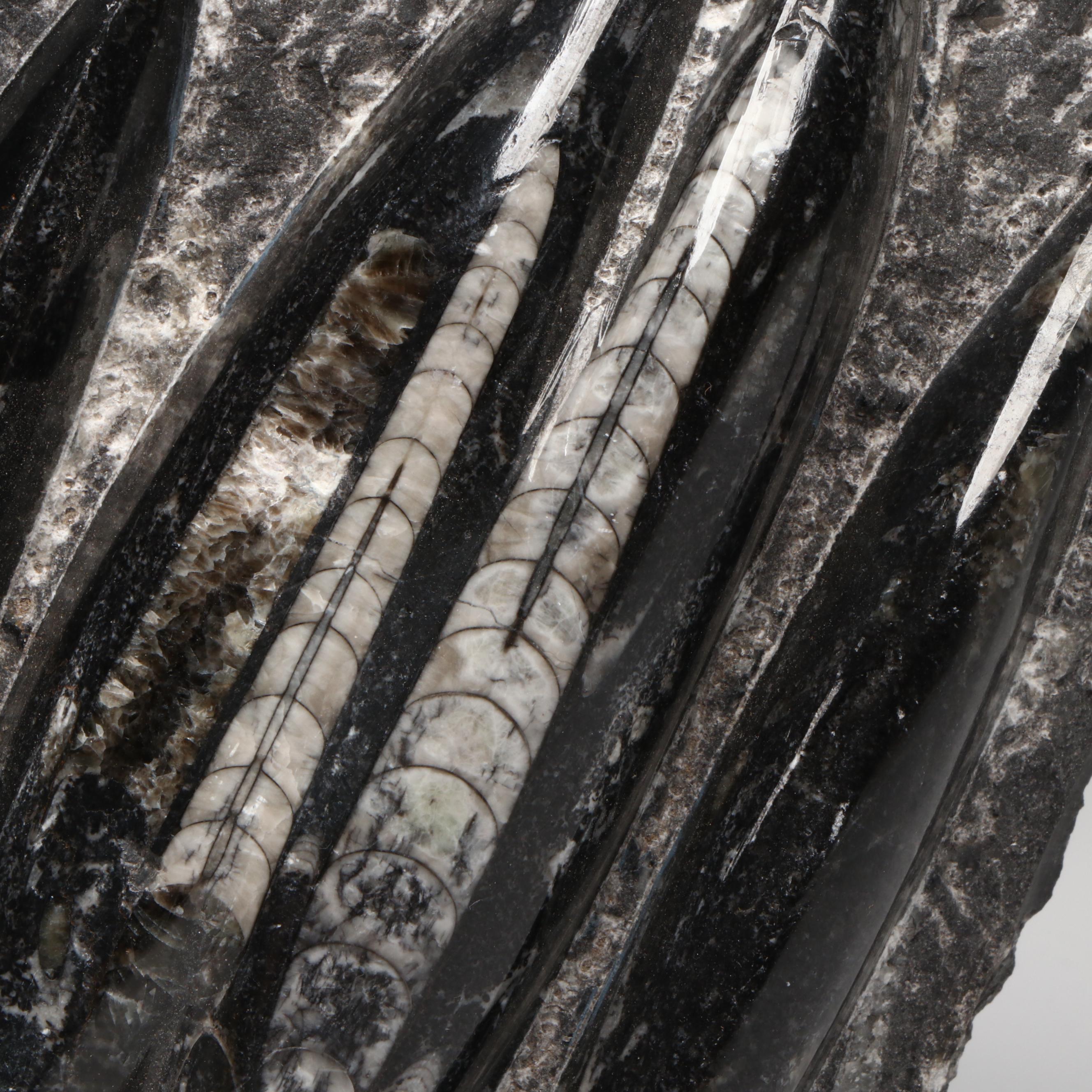 Orthoconic Cephalopod Specimen Cut and Polished Slab