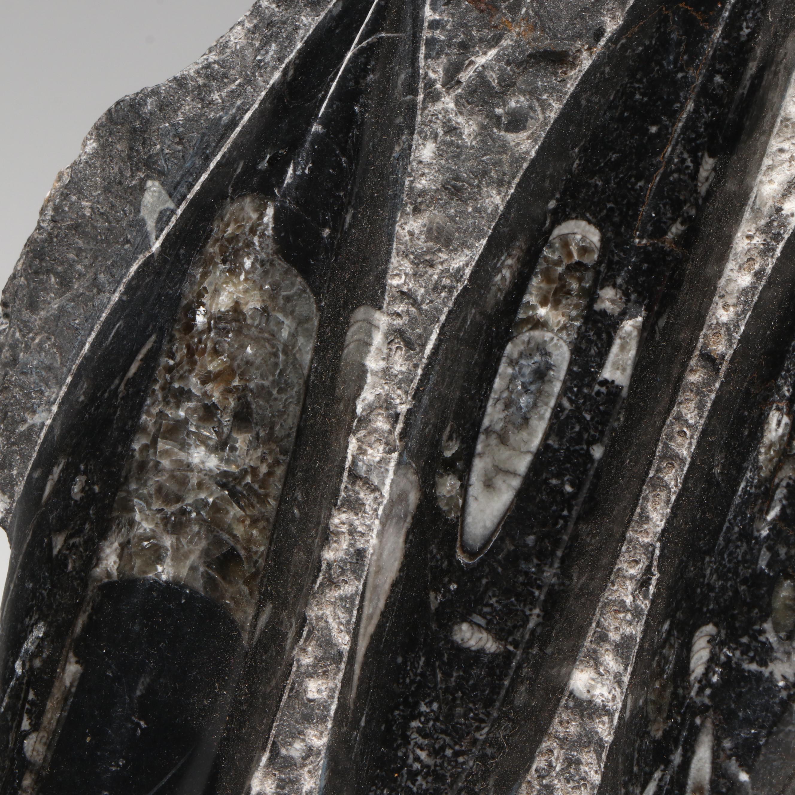 Orthoconic Cephalopod Specimen Cut and Polished Slab