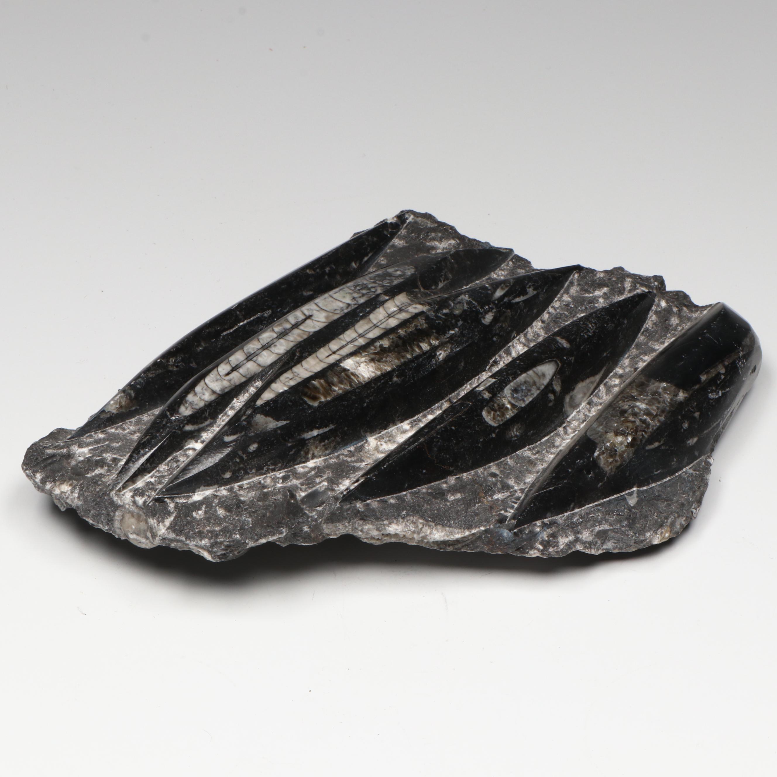 Orthoconic Cephalopod Specimen Cut and Polished Slab